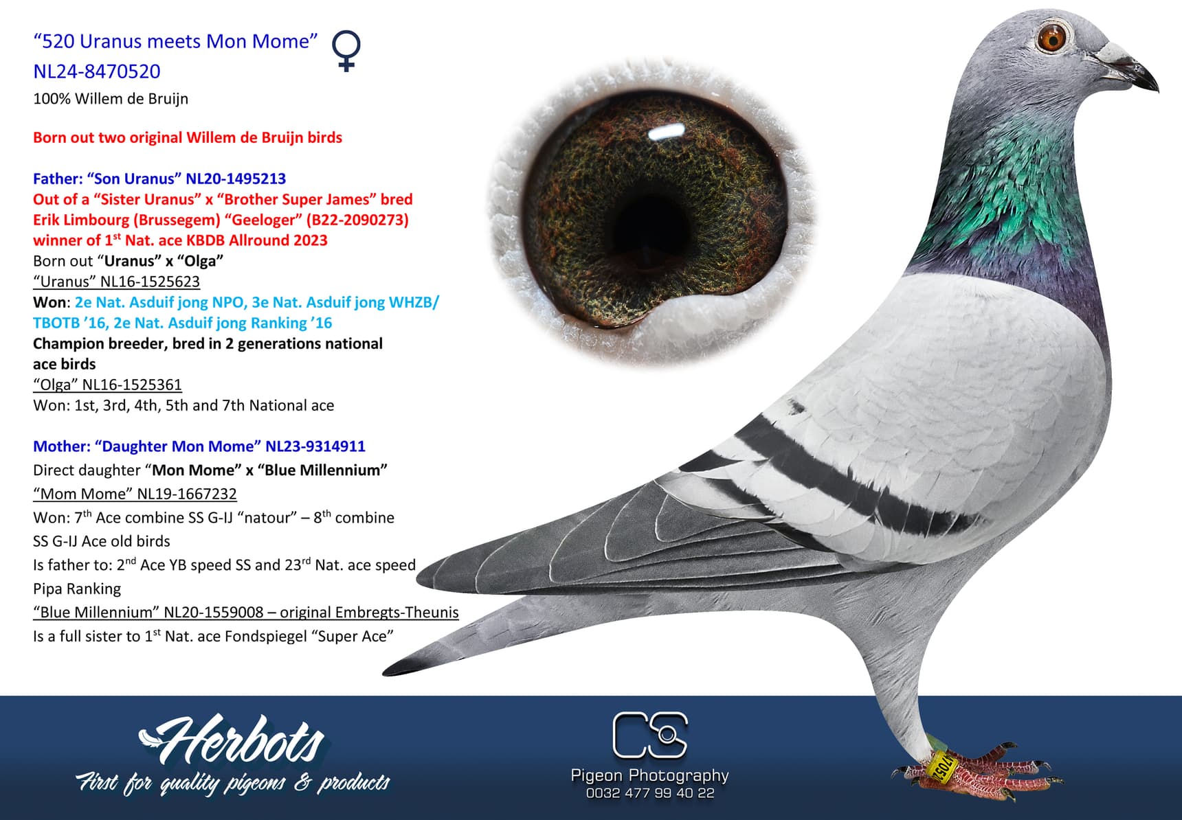 pigeon: undefined