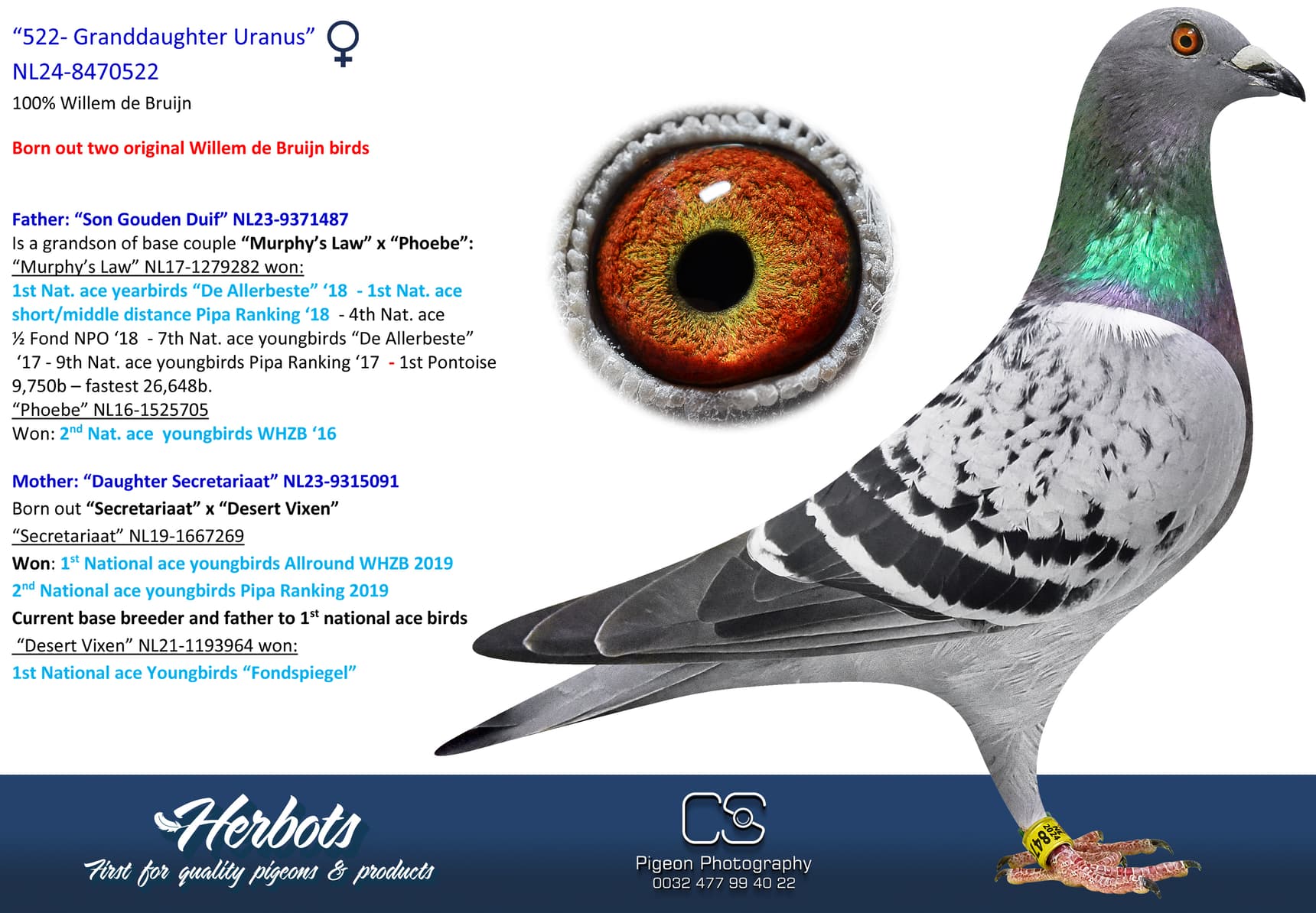 pigeon: undefined