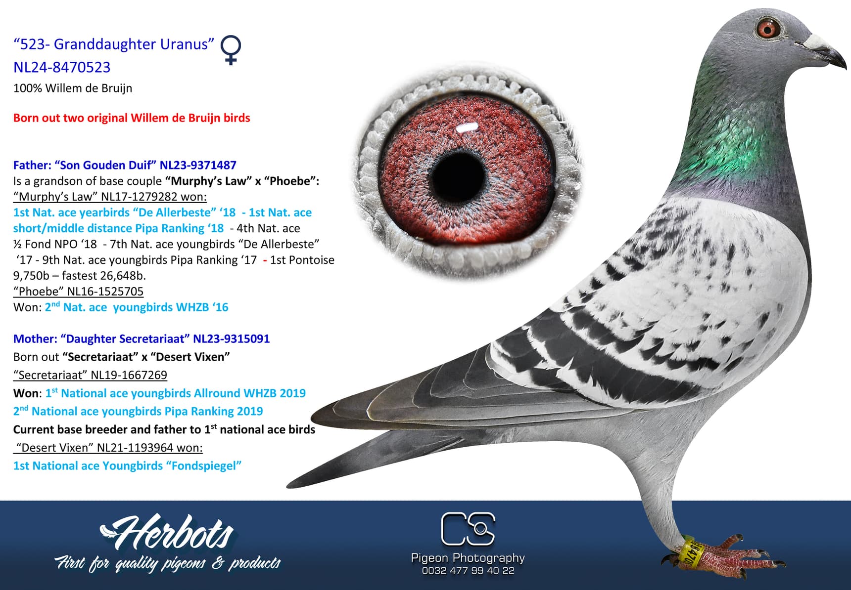 pigeon: undefined