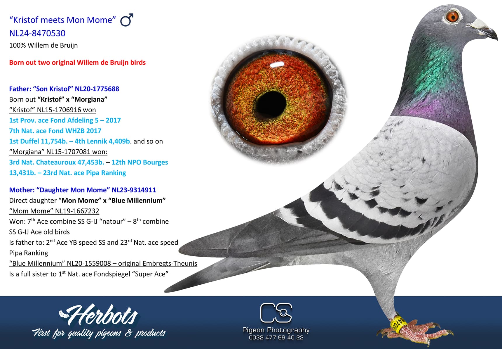 pigeon: undefined