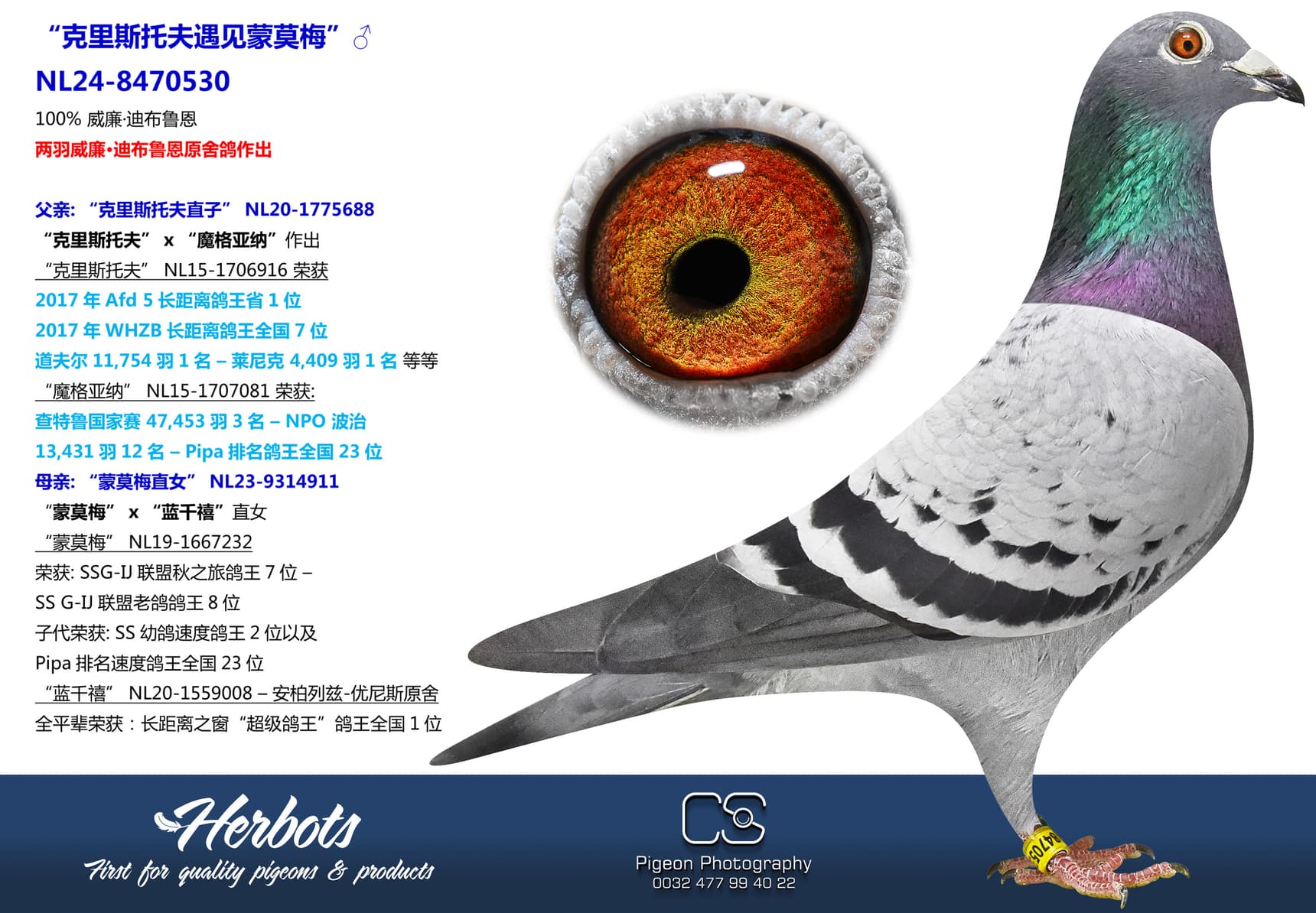 pigeon: undefined