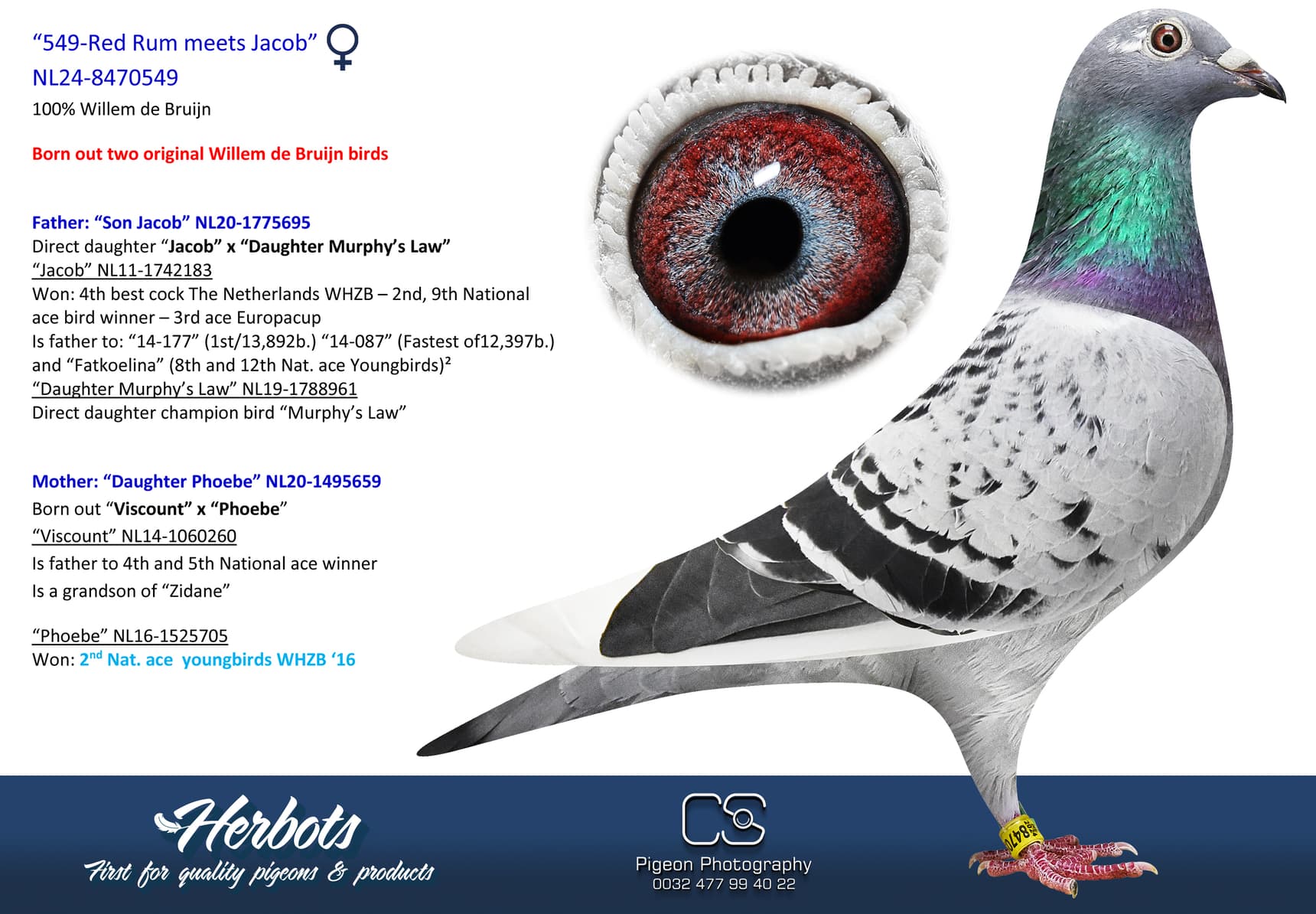 pigeon: undefined