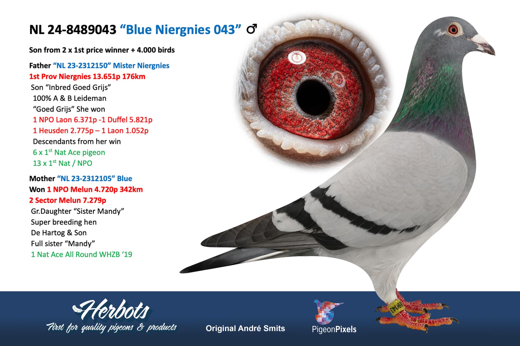 pigeon: undefined