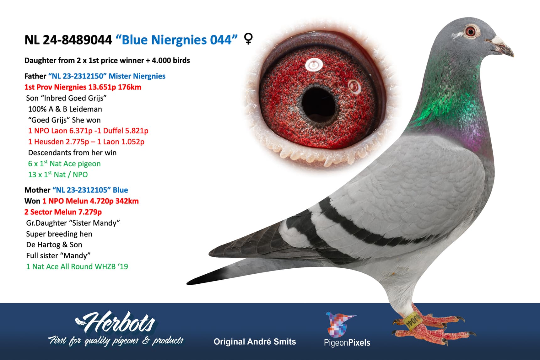 pigeon: undefined
