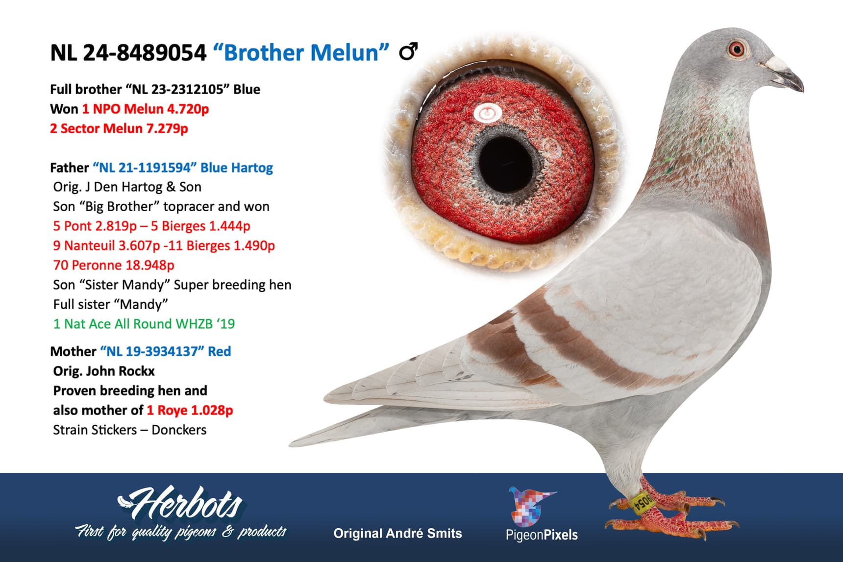 pigeon: undefined