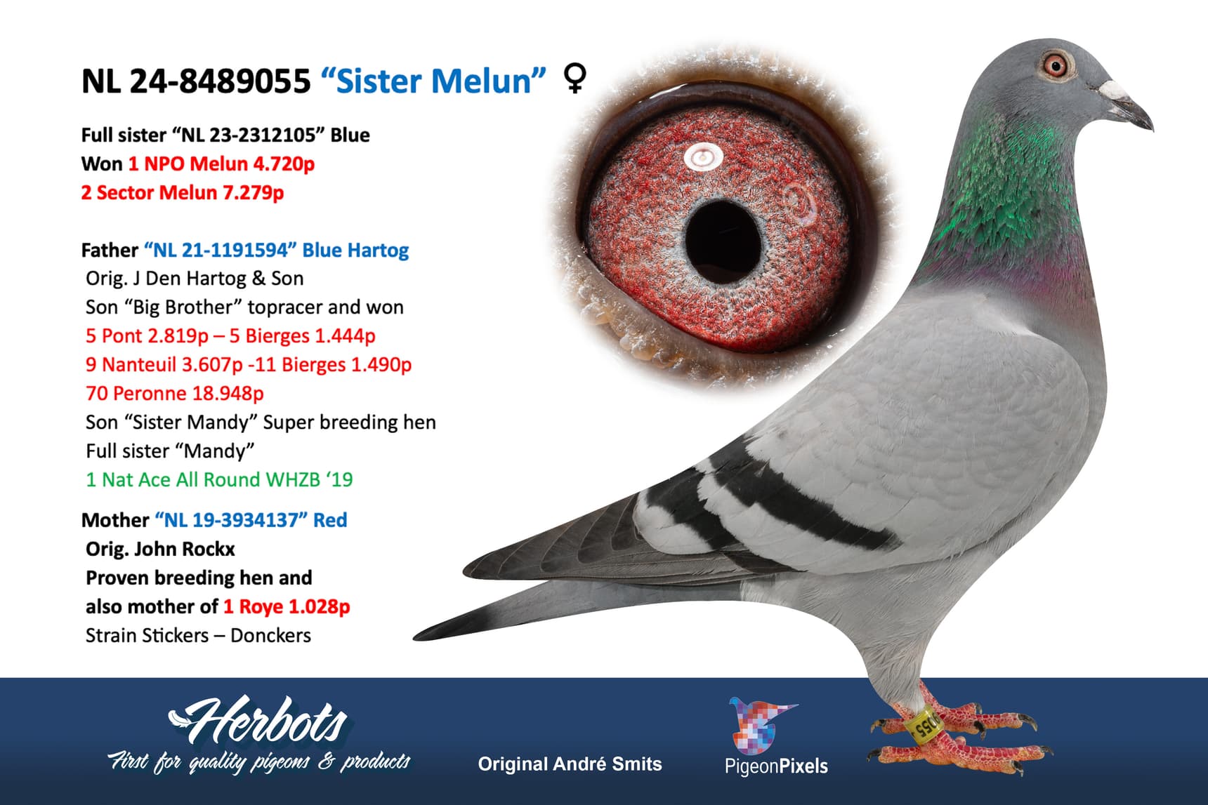 pigeon: undefined
