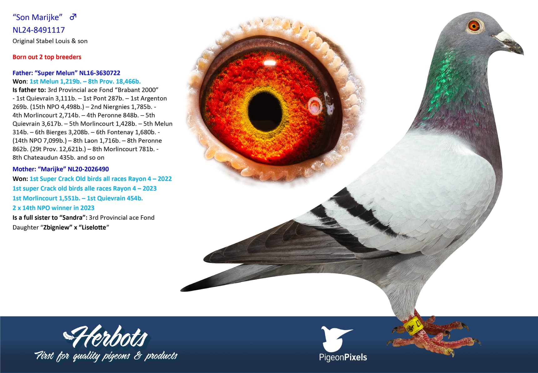 pigeon: undefined
