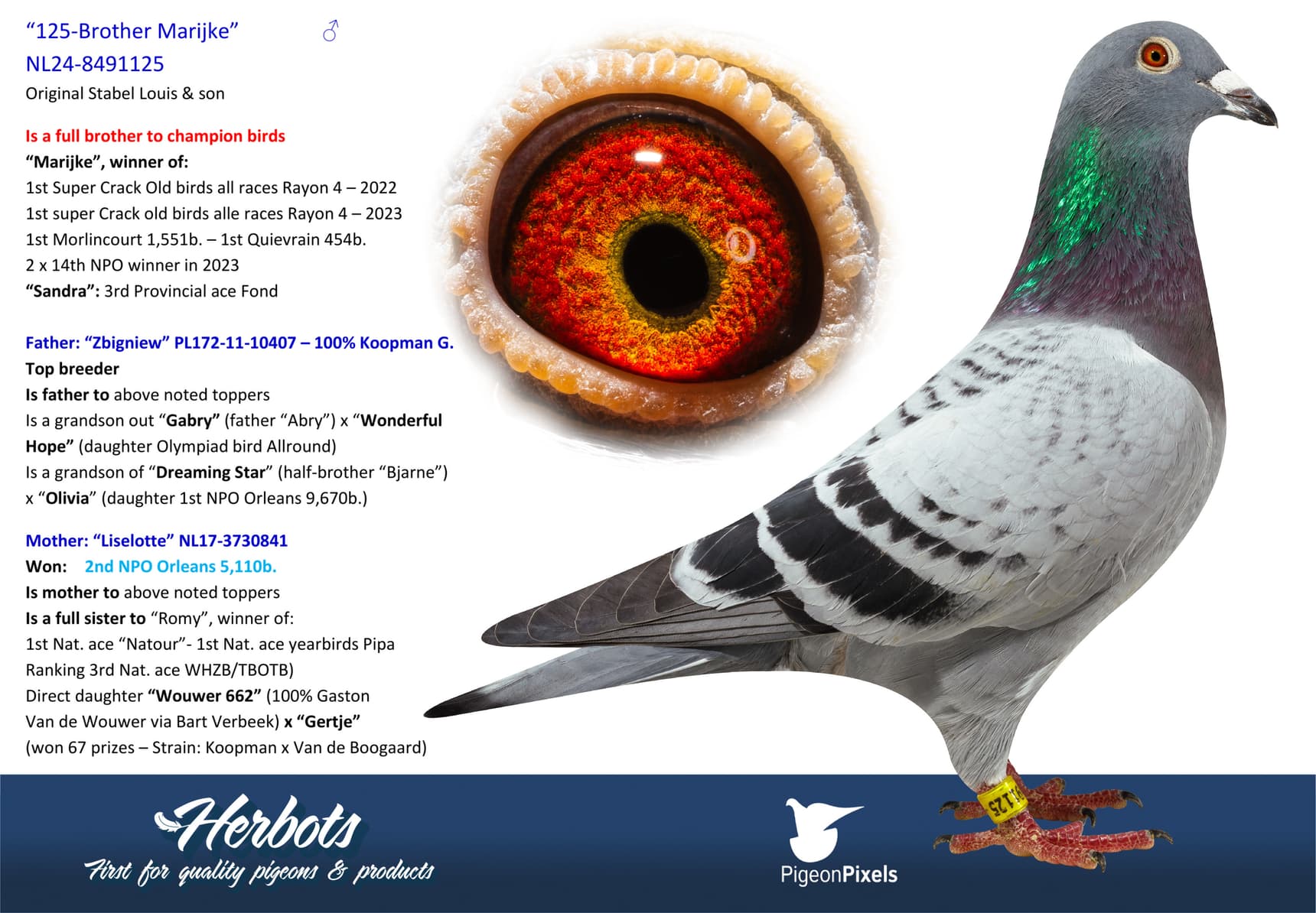pigeon: undefined