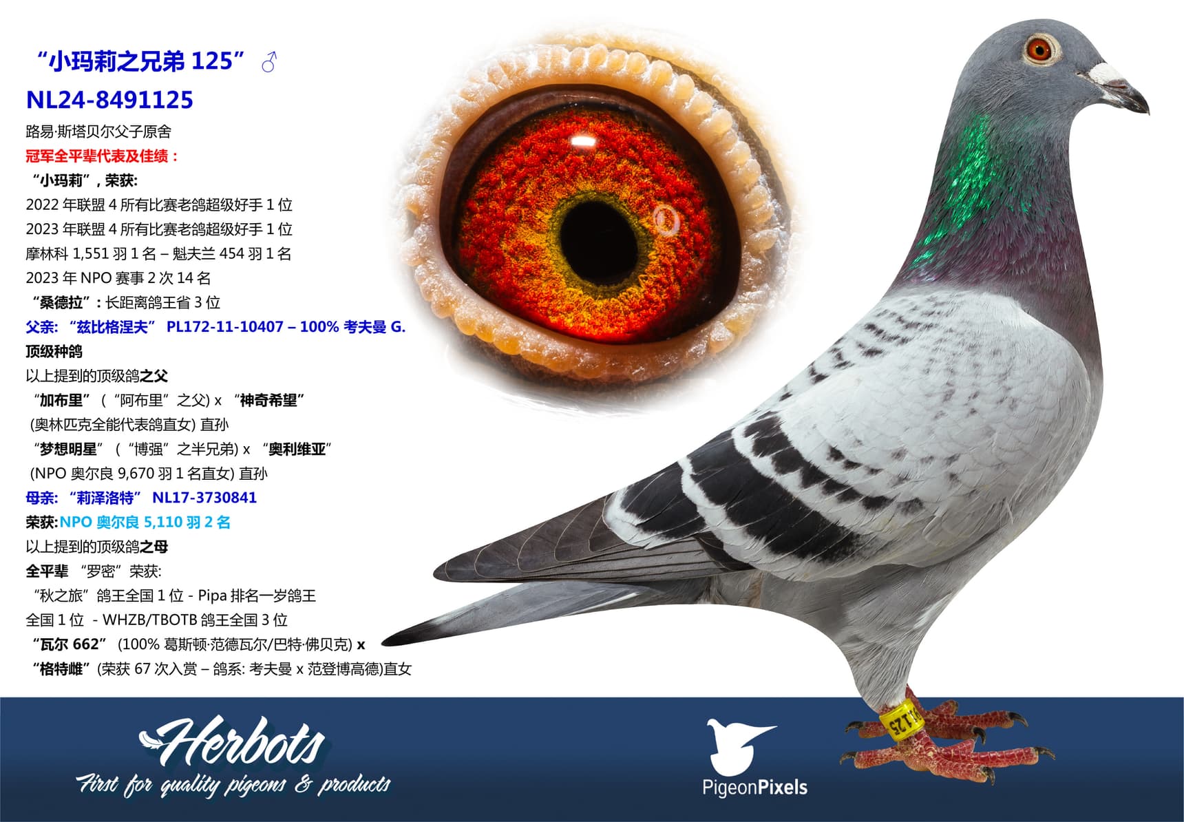 pigeon: undefined