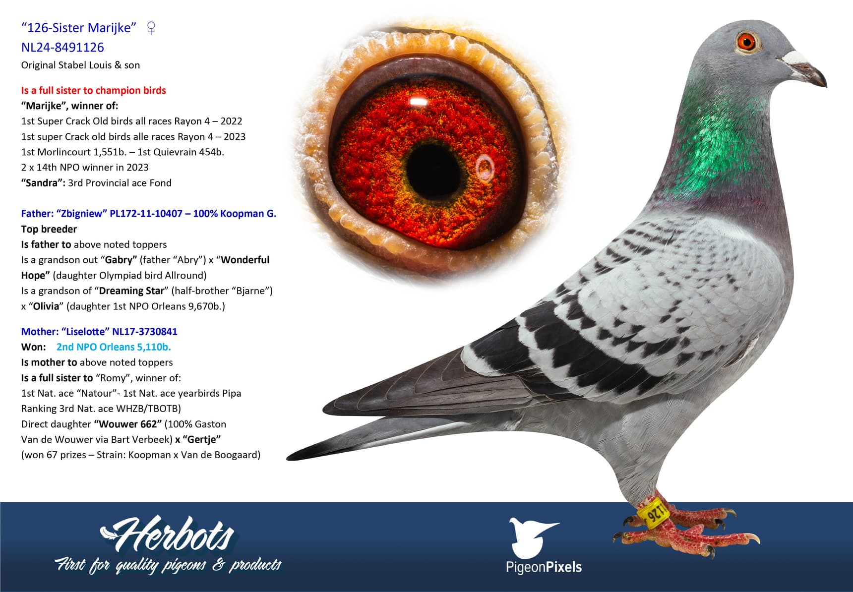pigeon: undefined