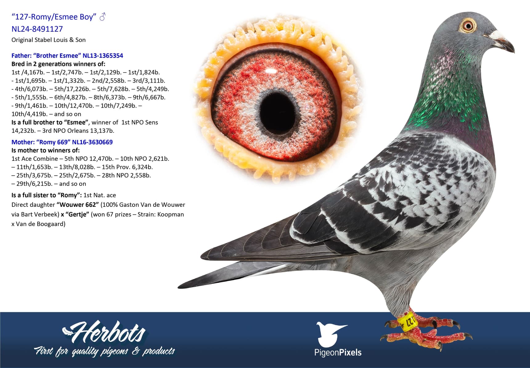 pigeon: undefined