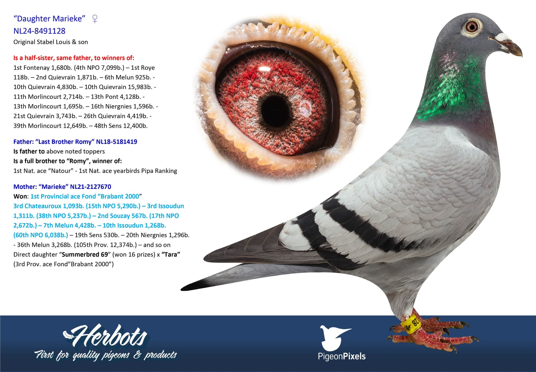 pigeon: undefined