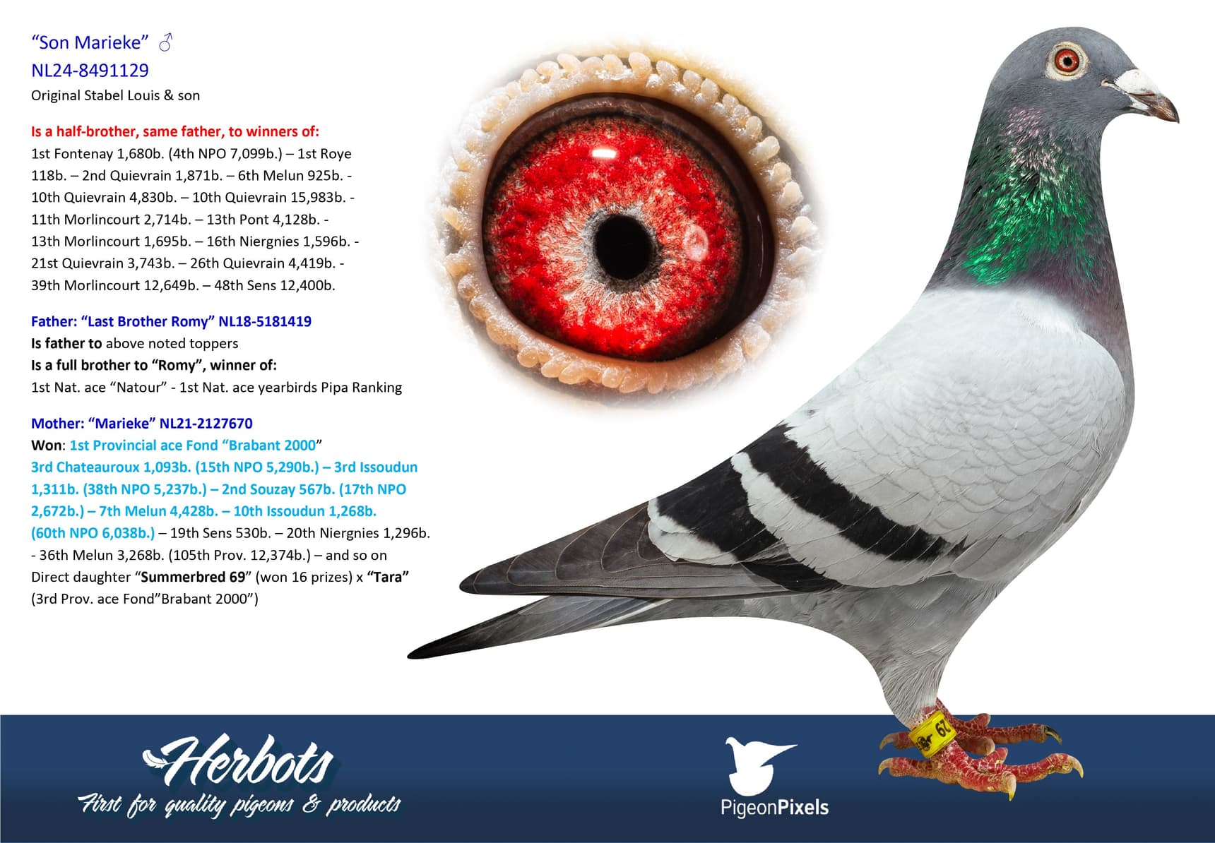 pigeon: undefined