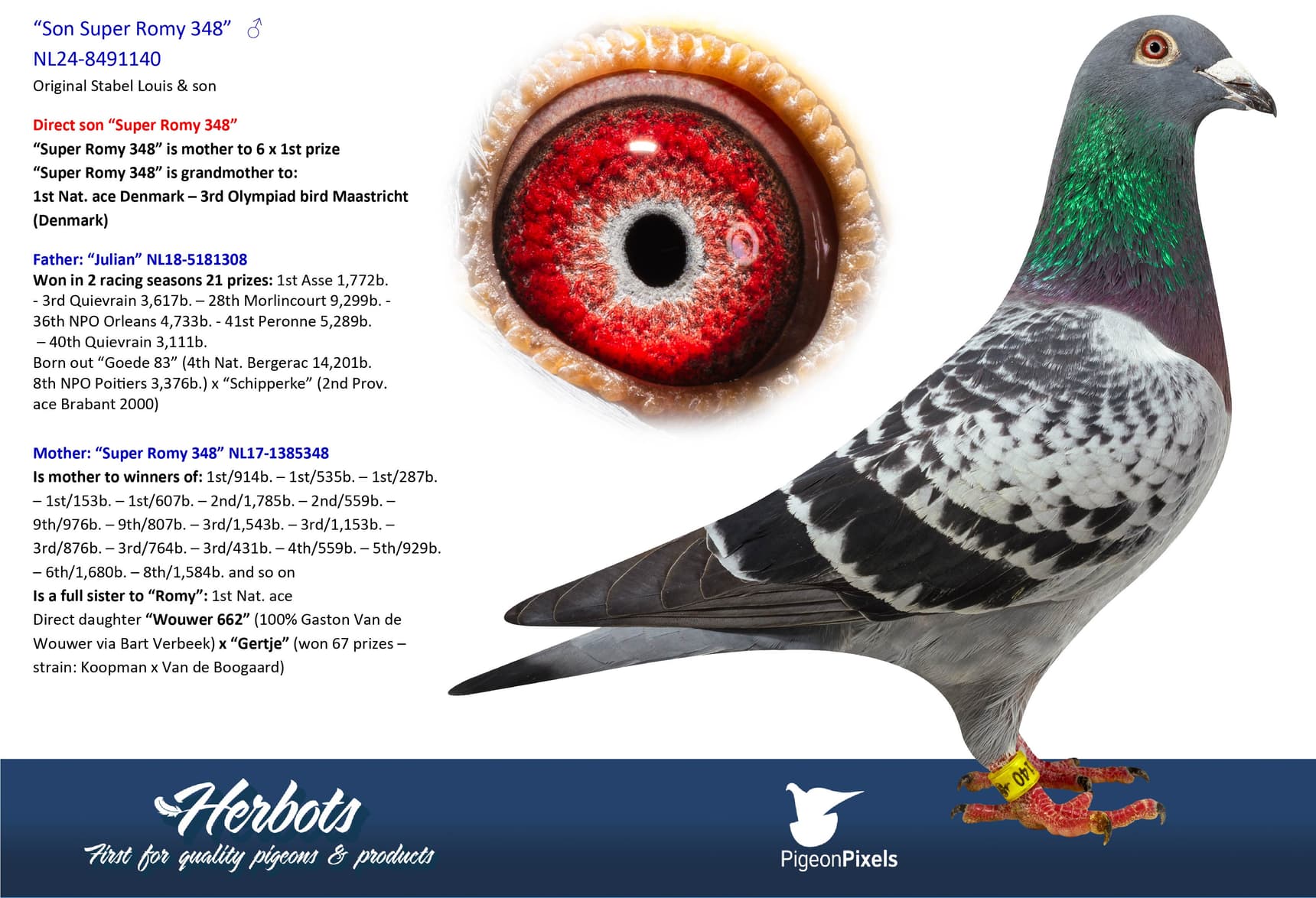 pigeon: undefined