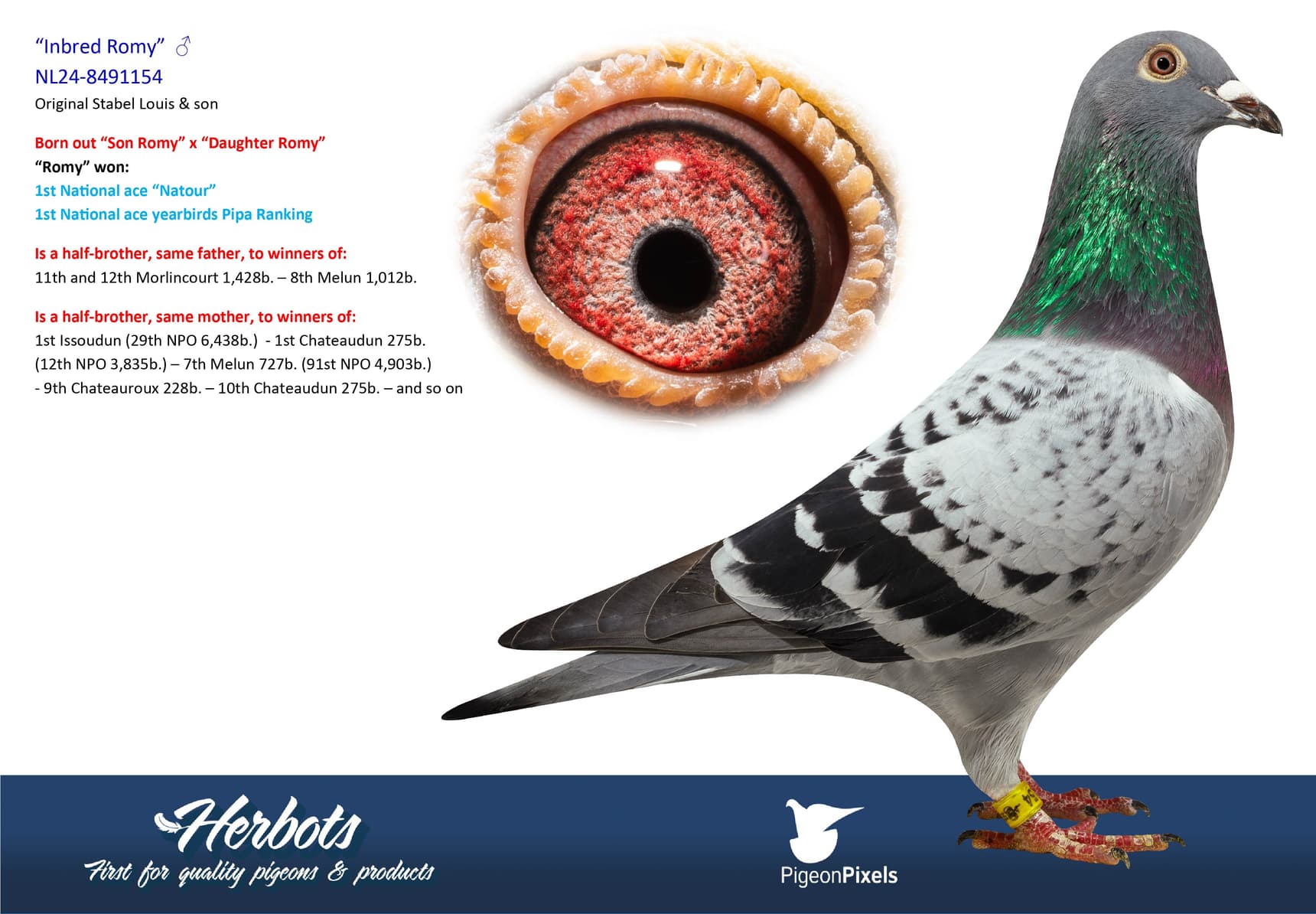 pigeon: undefined