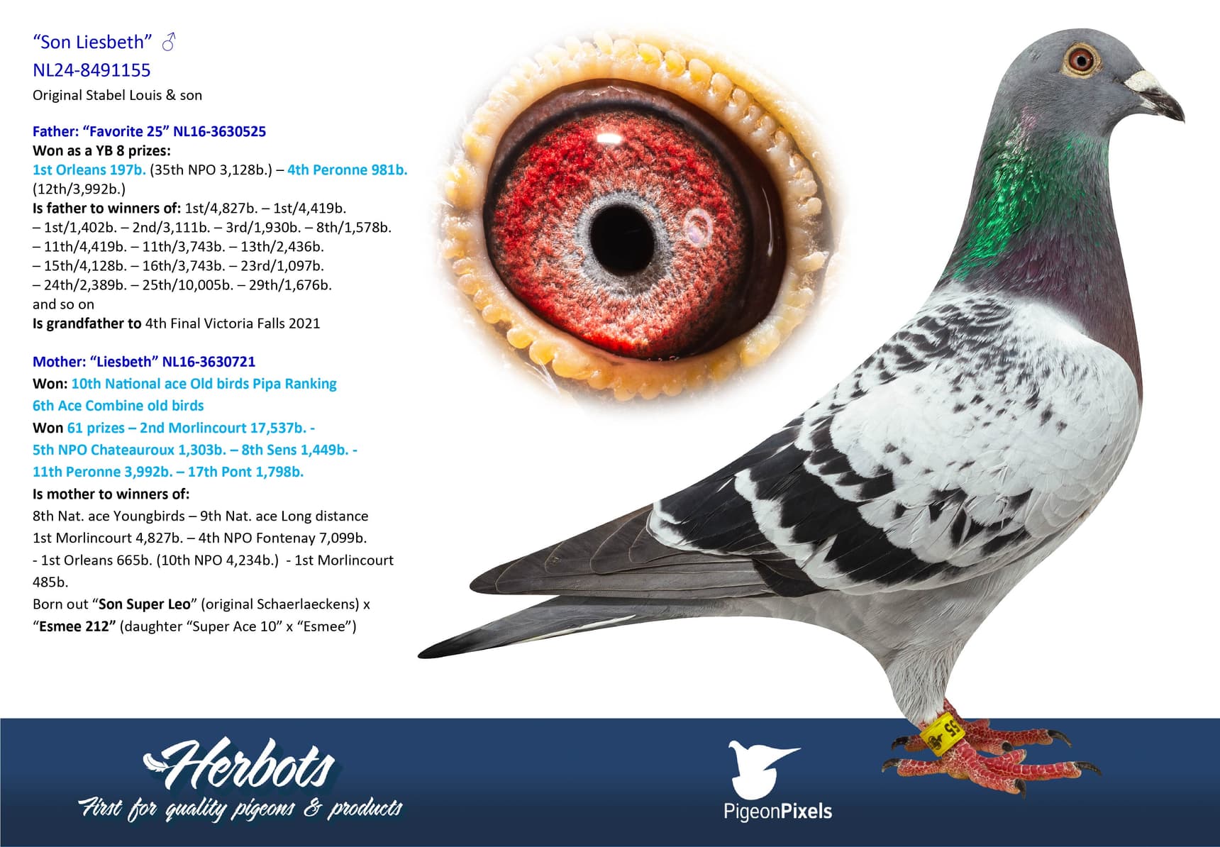 pigeon: undefined