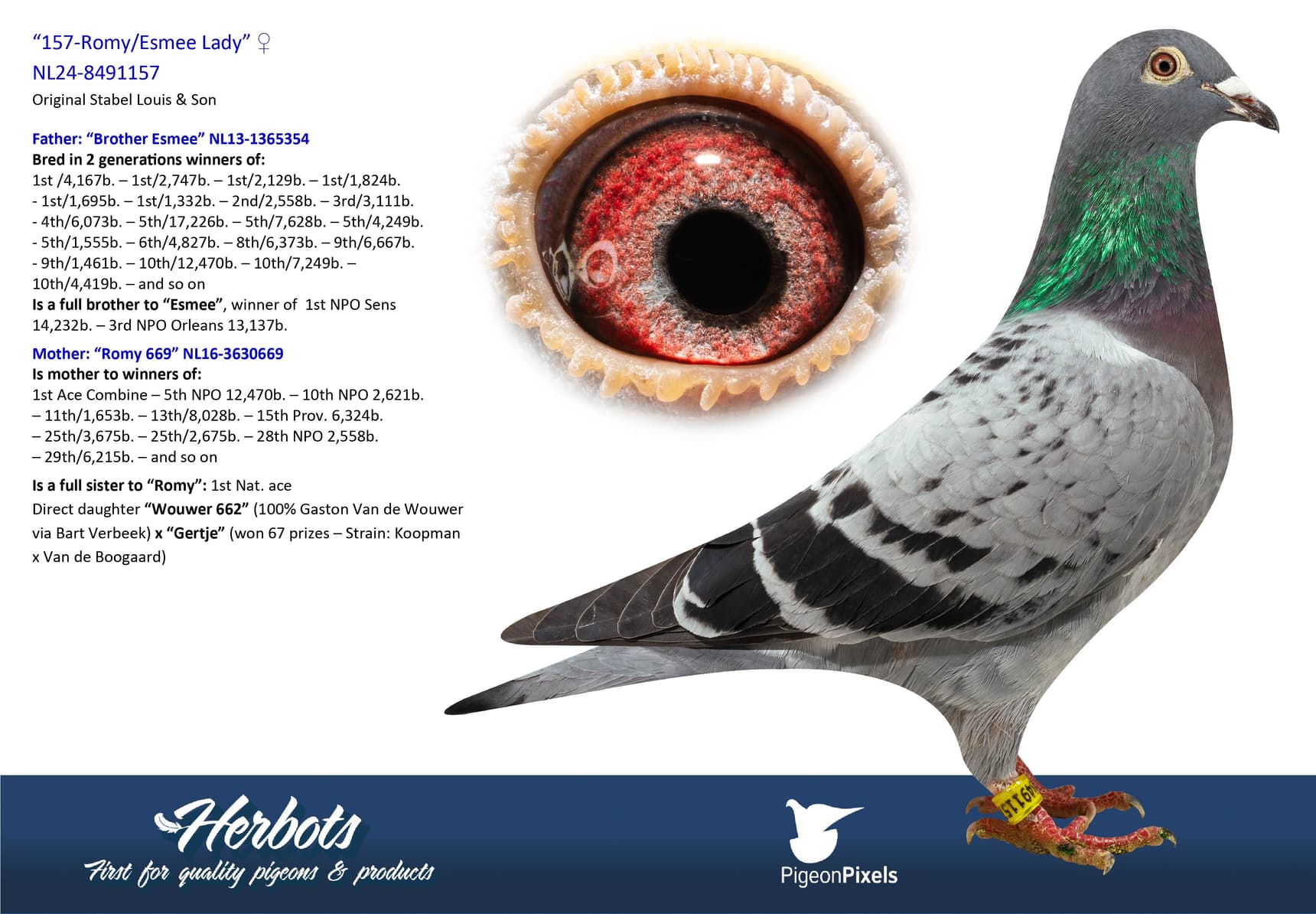 pigeon: undefined