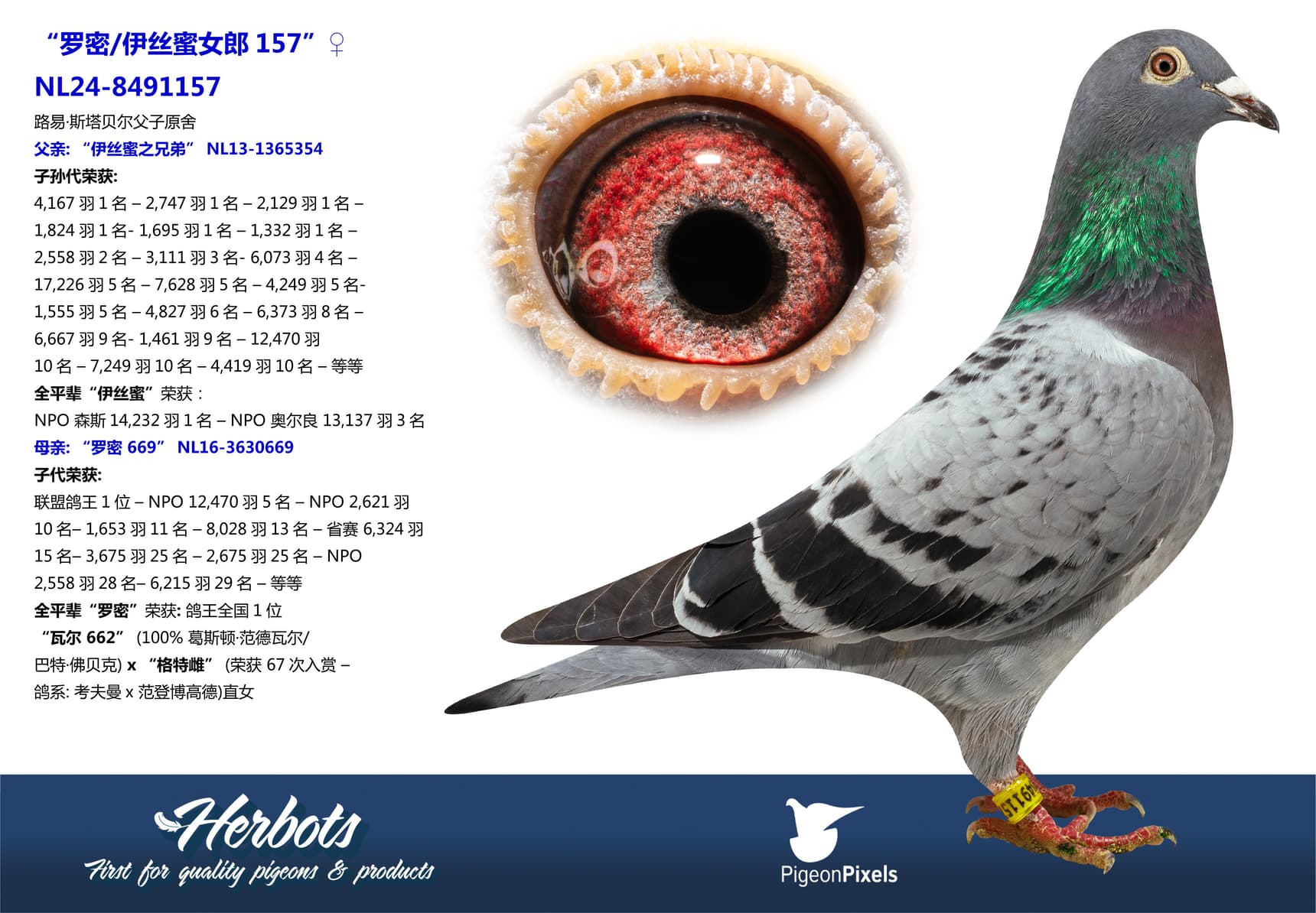 pigeon: undefined