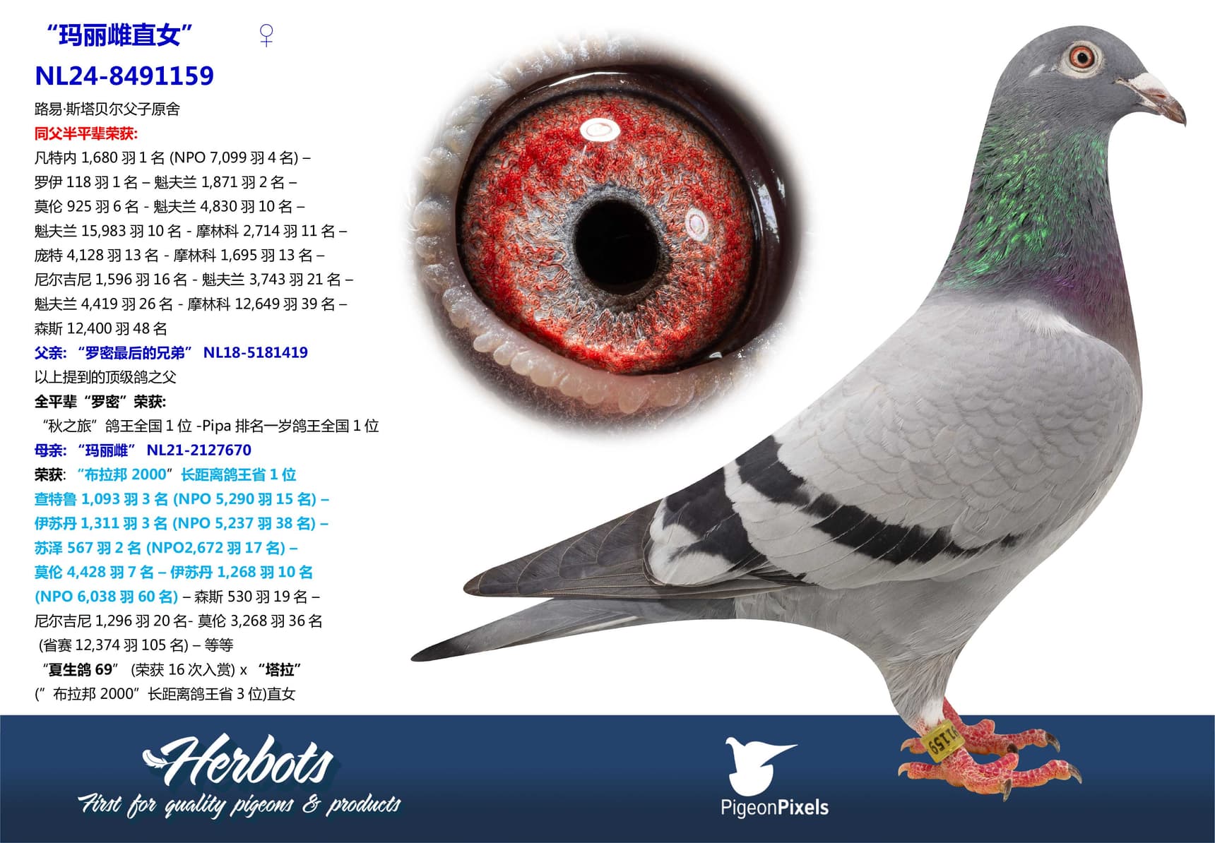 pigeon: undefined