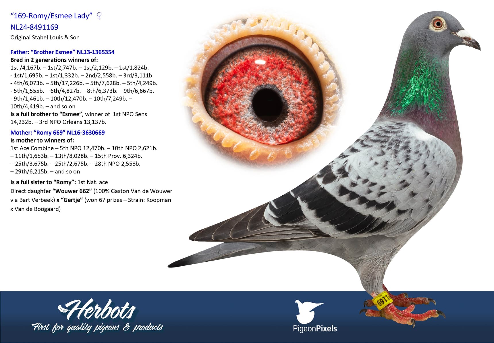pigeon: undefined