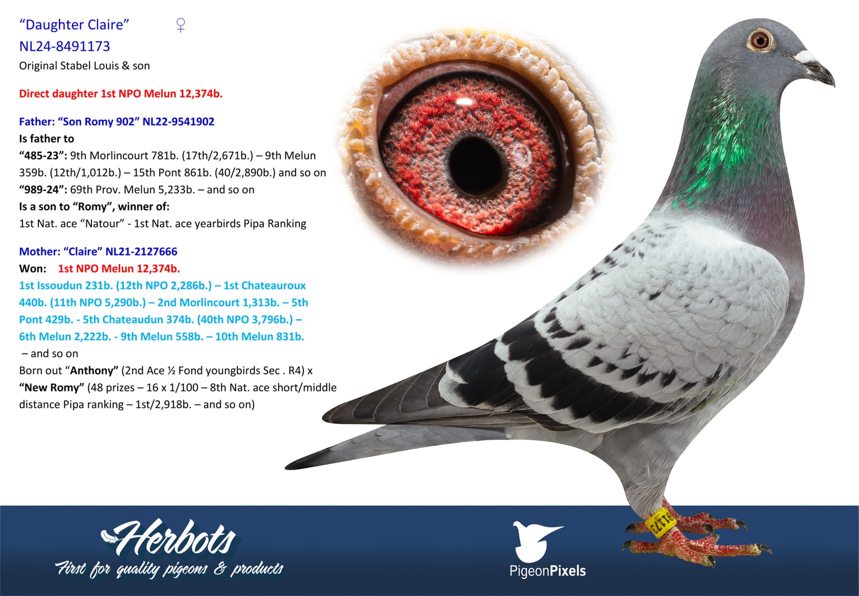 pigeon: undefined