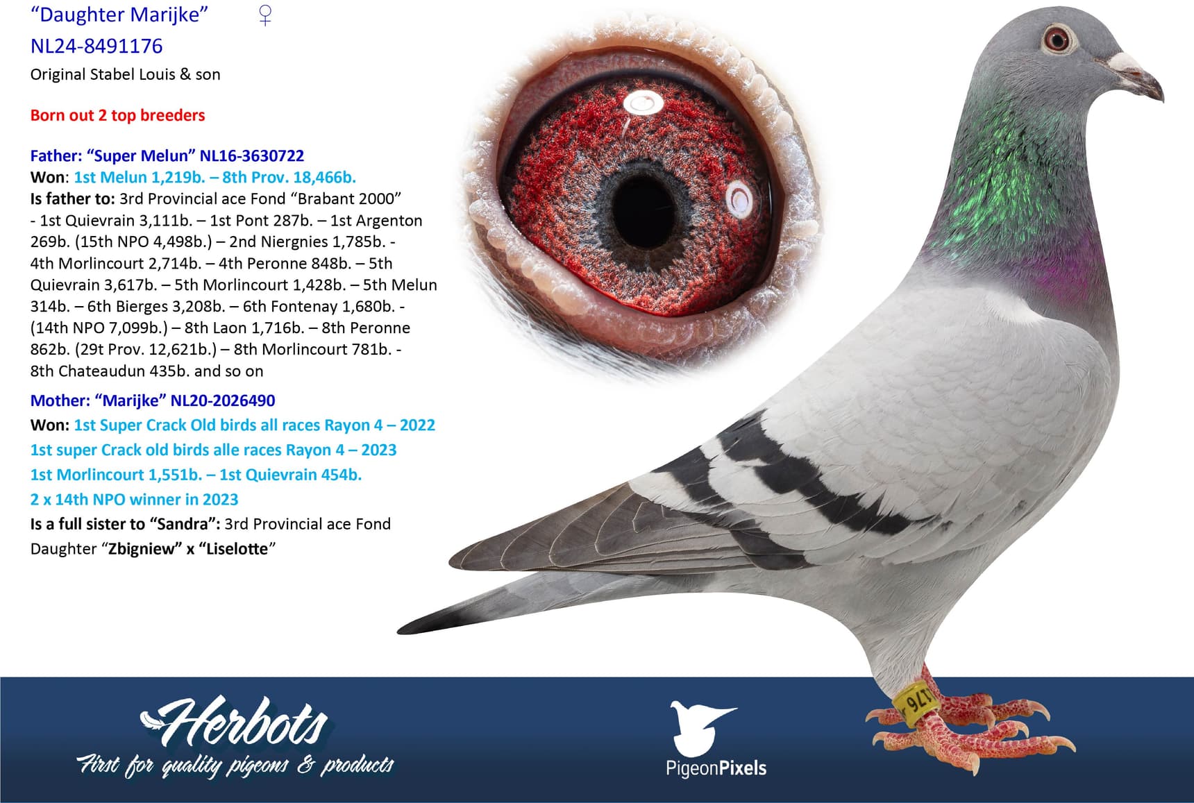 pigeon: undefined