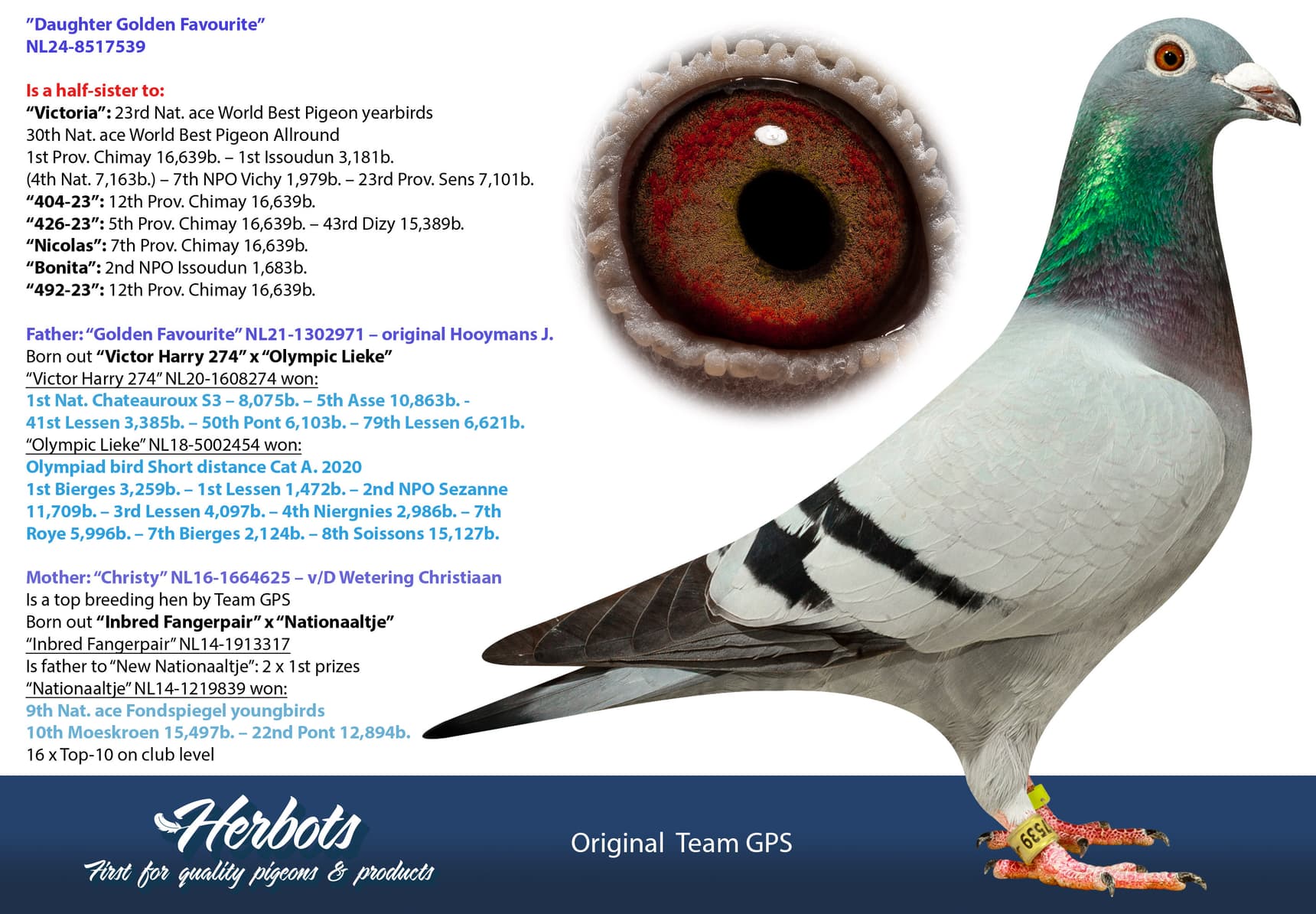 pigeon: undefined