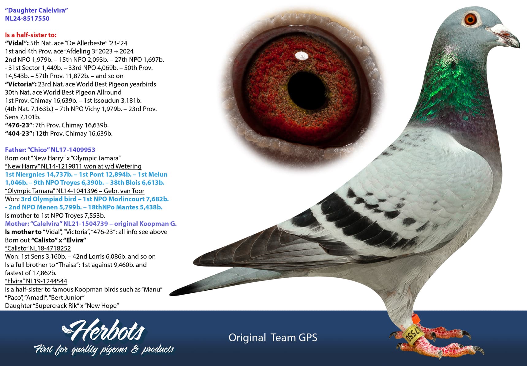 pigeon: undefined