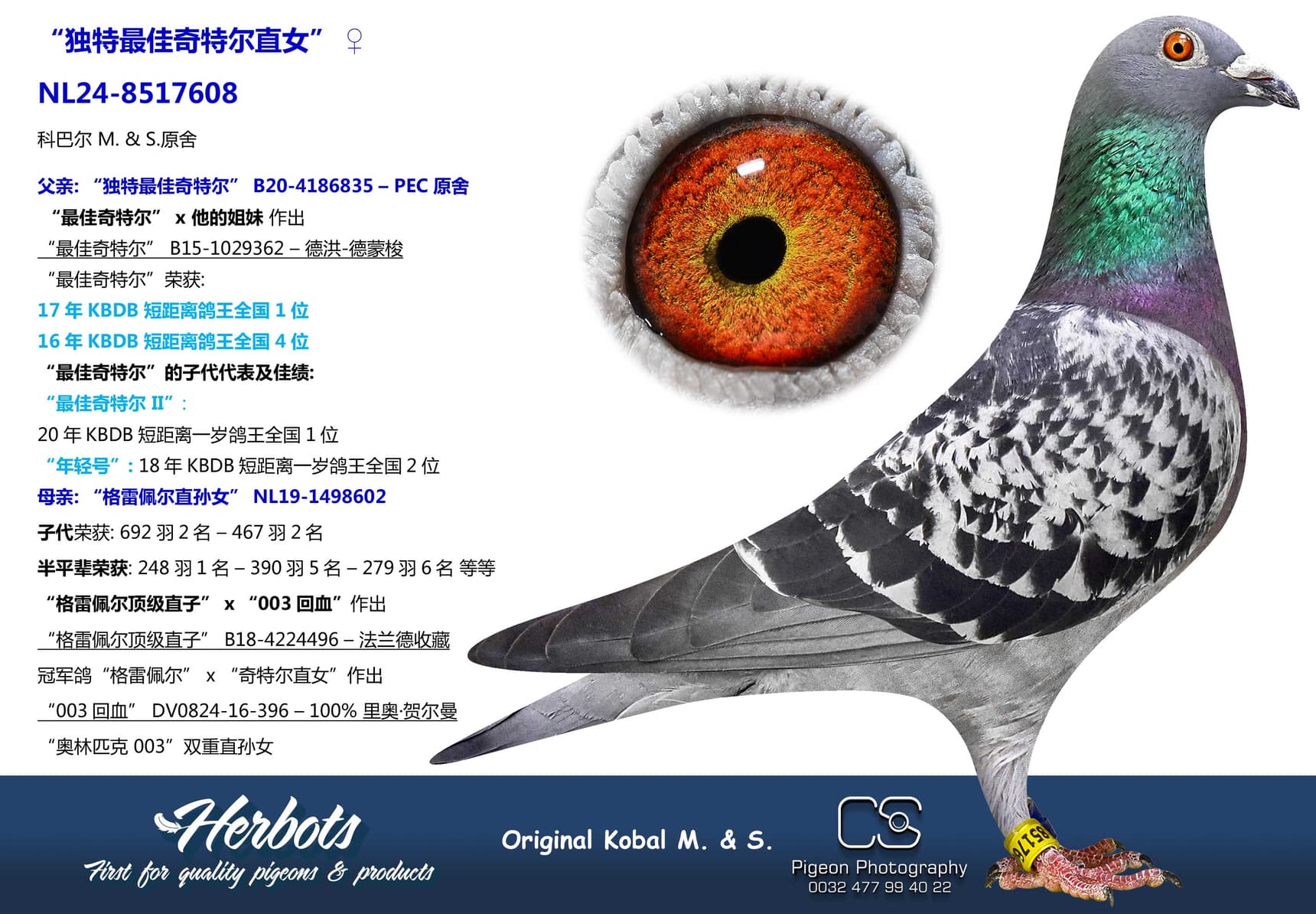 pigeon: undefined