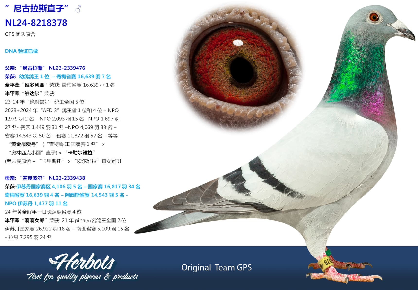 pigeon: undefined