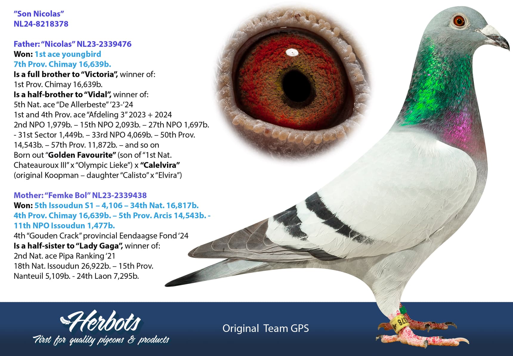 pigeon: undefined