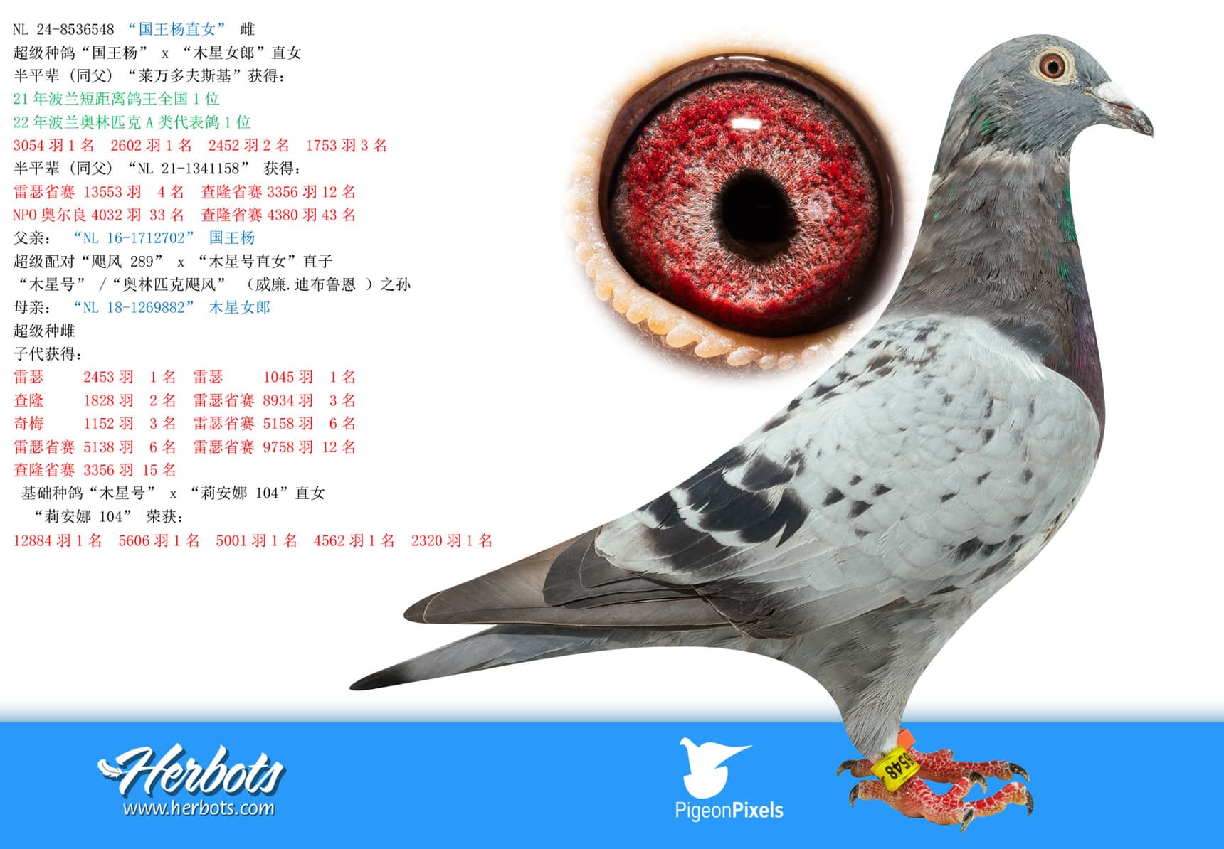 pigeon: undefined