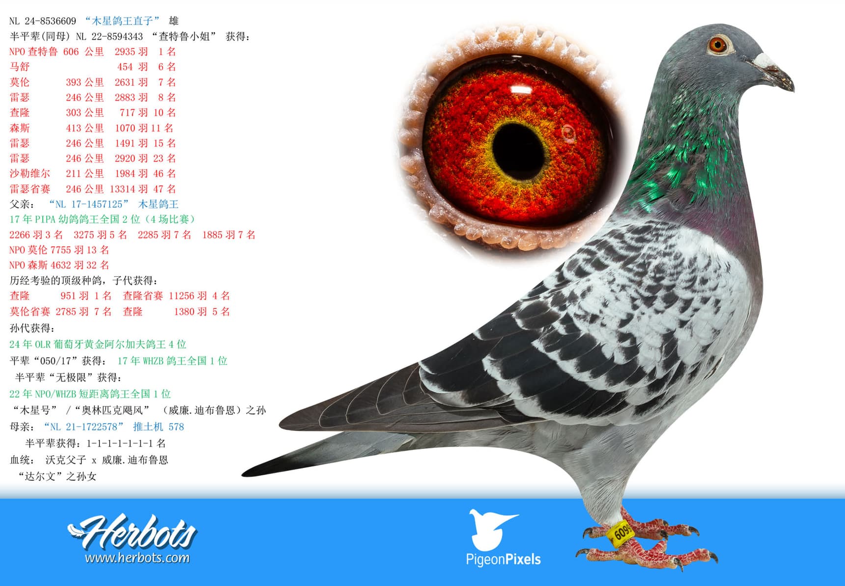 pigeon: undefined
