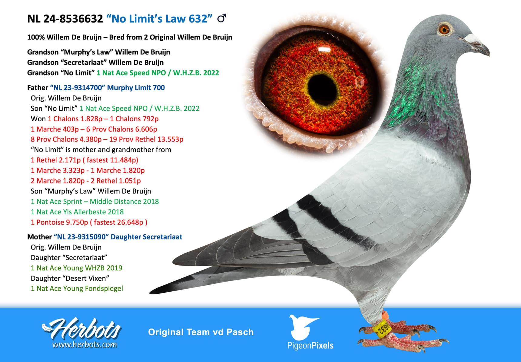 pigeon: undefined
