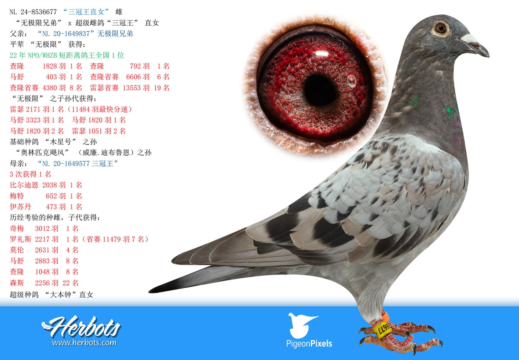 pigeon: undefined