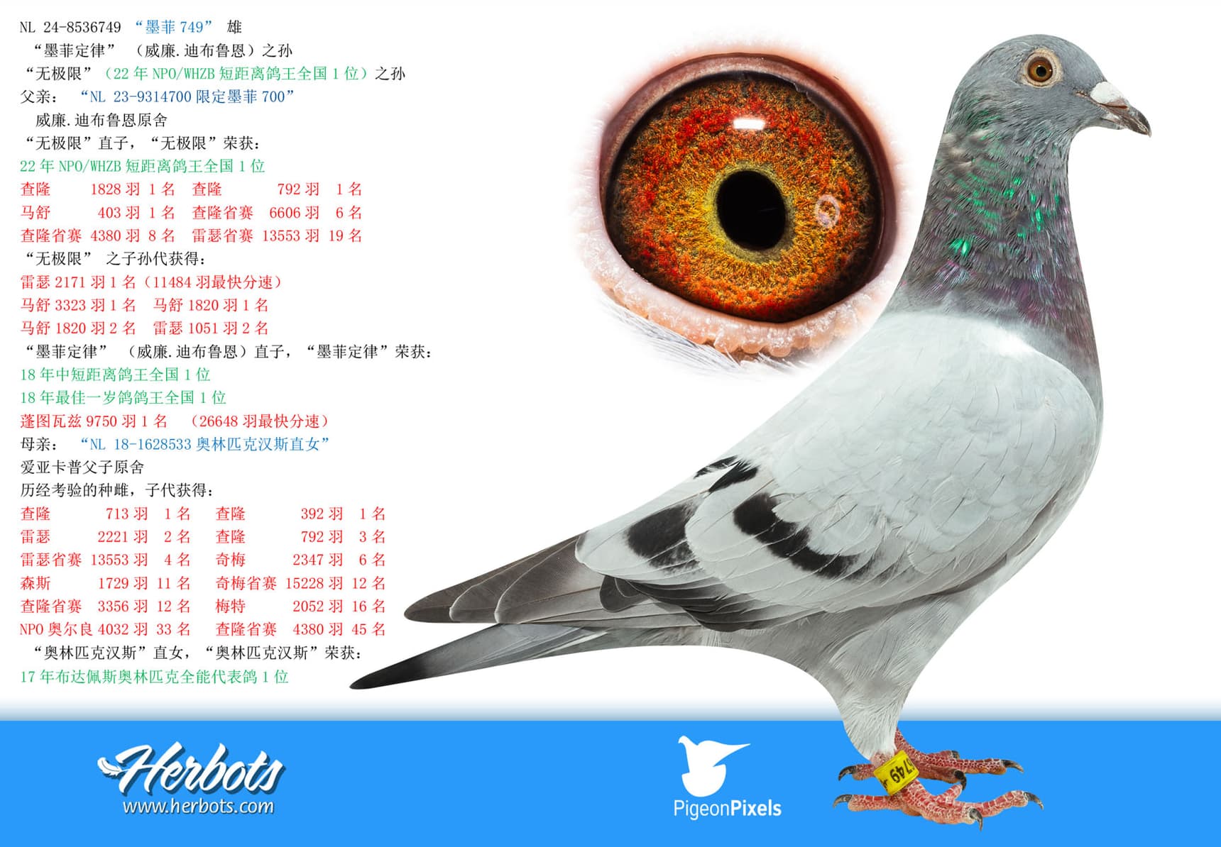 pigeon: undefined