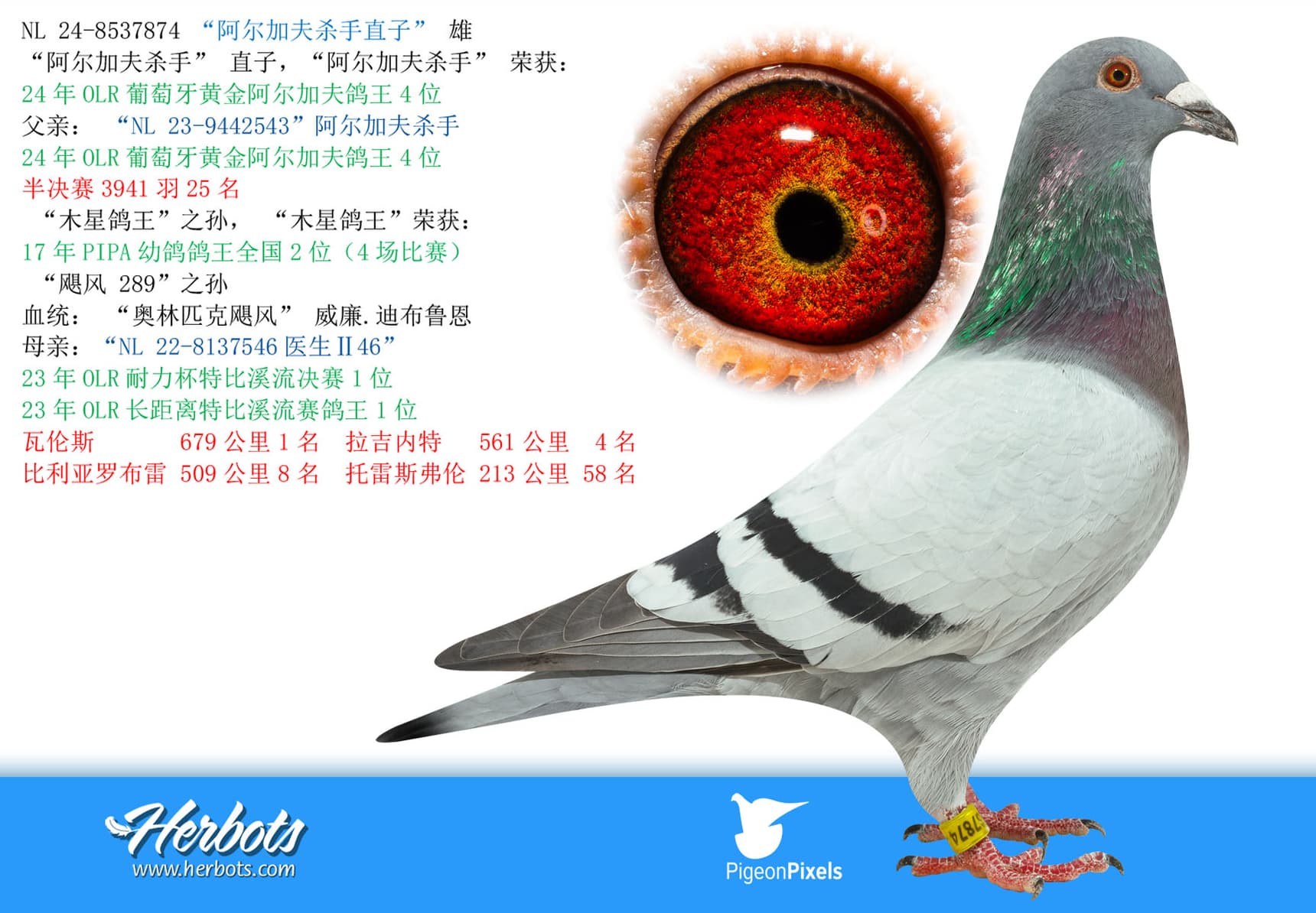pigeon: undefined