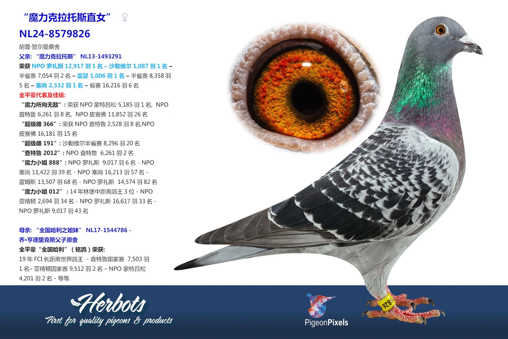 pigeon: undefined