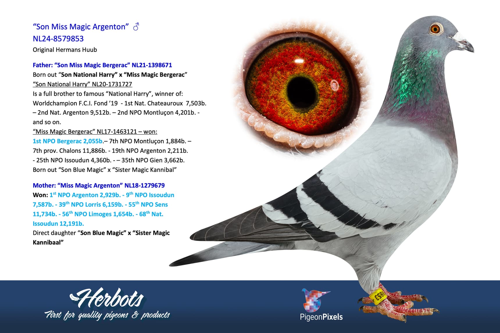 pigeon: undefined