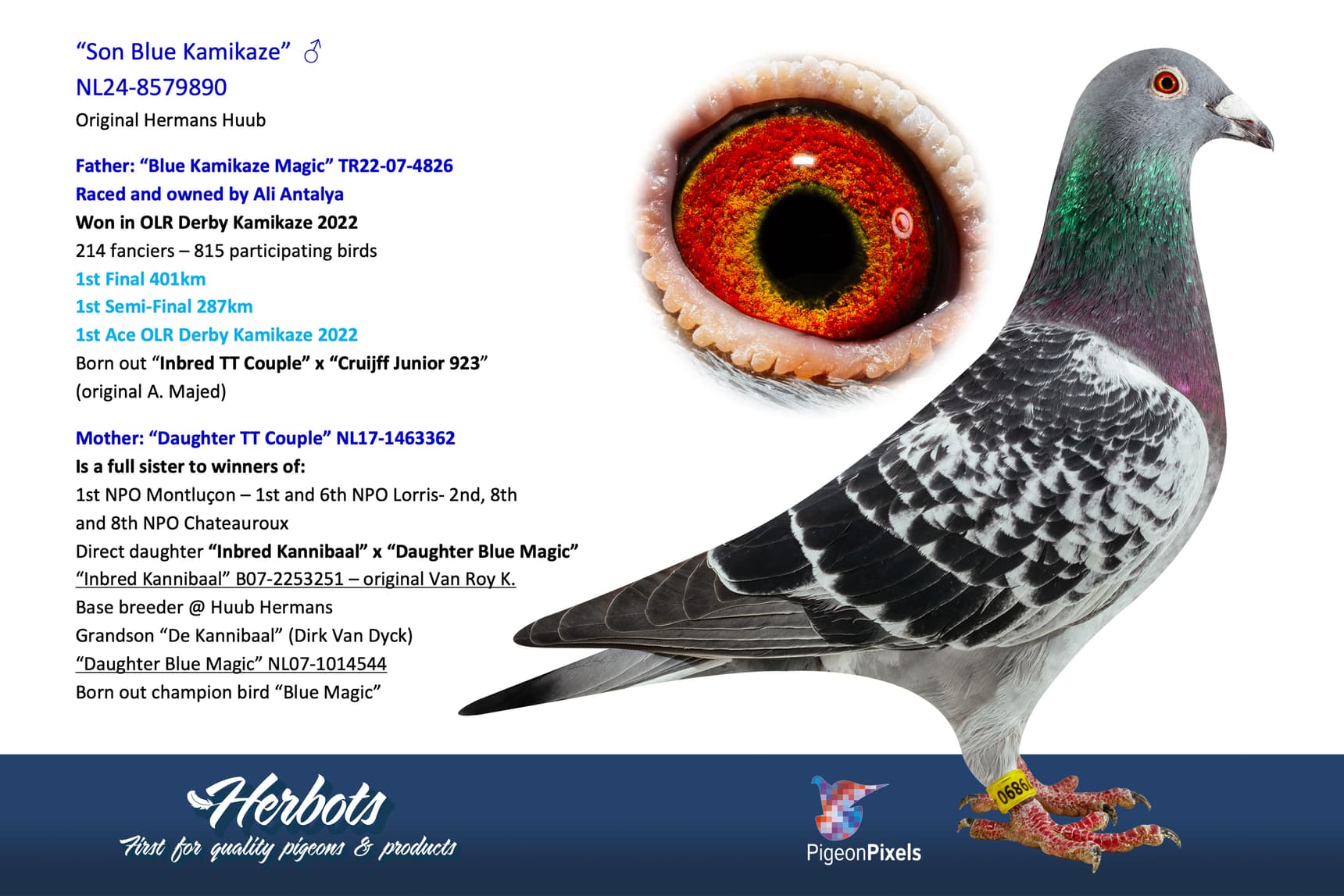pigeon: undefined
