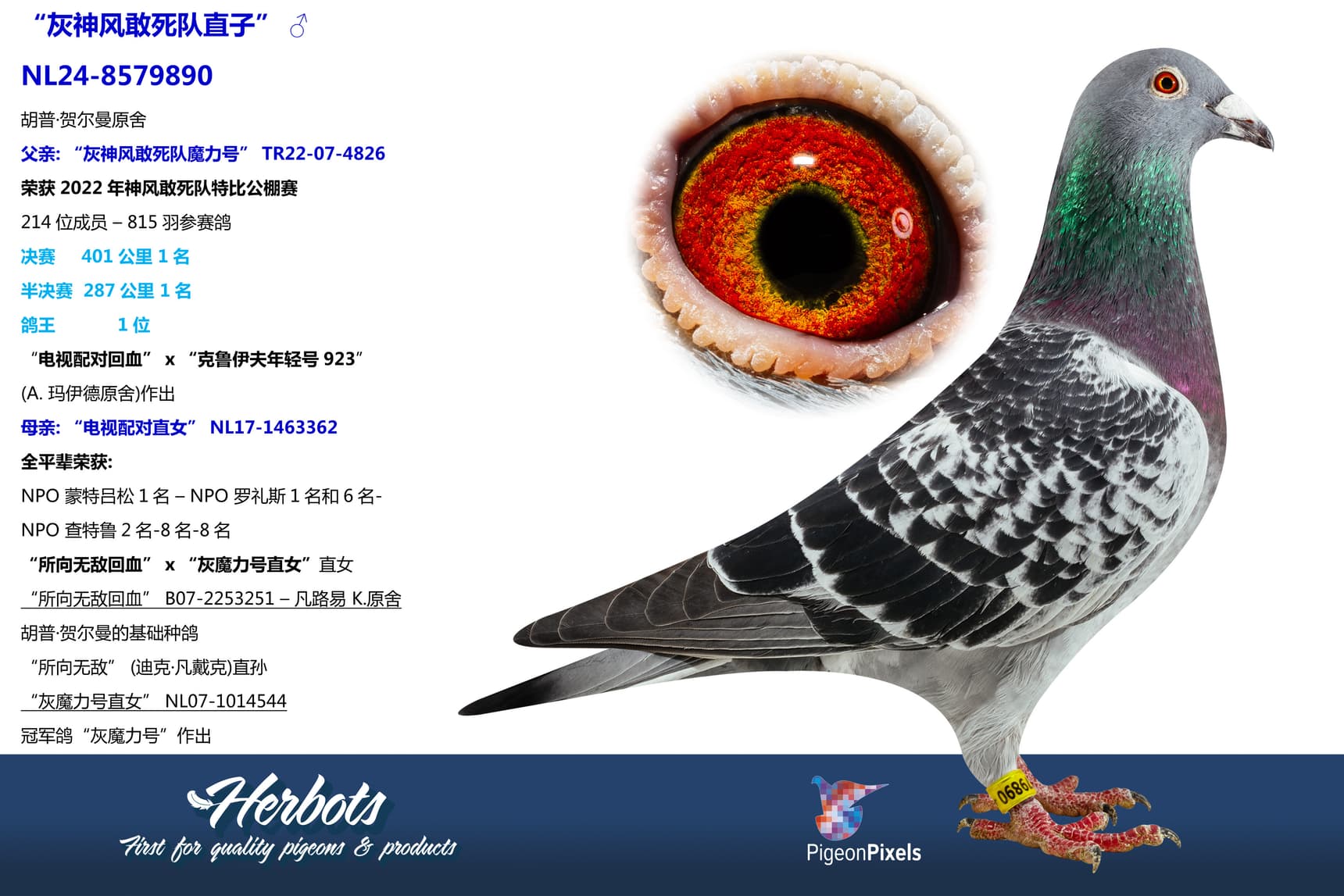 pigeon: undefined