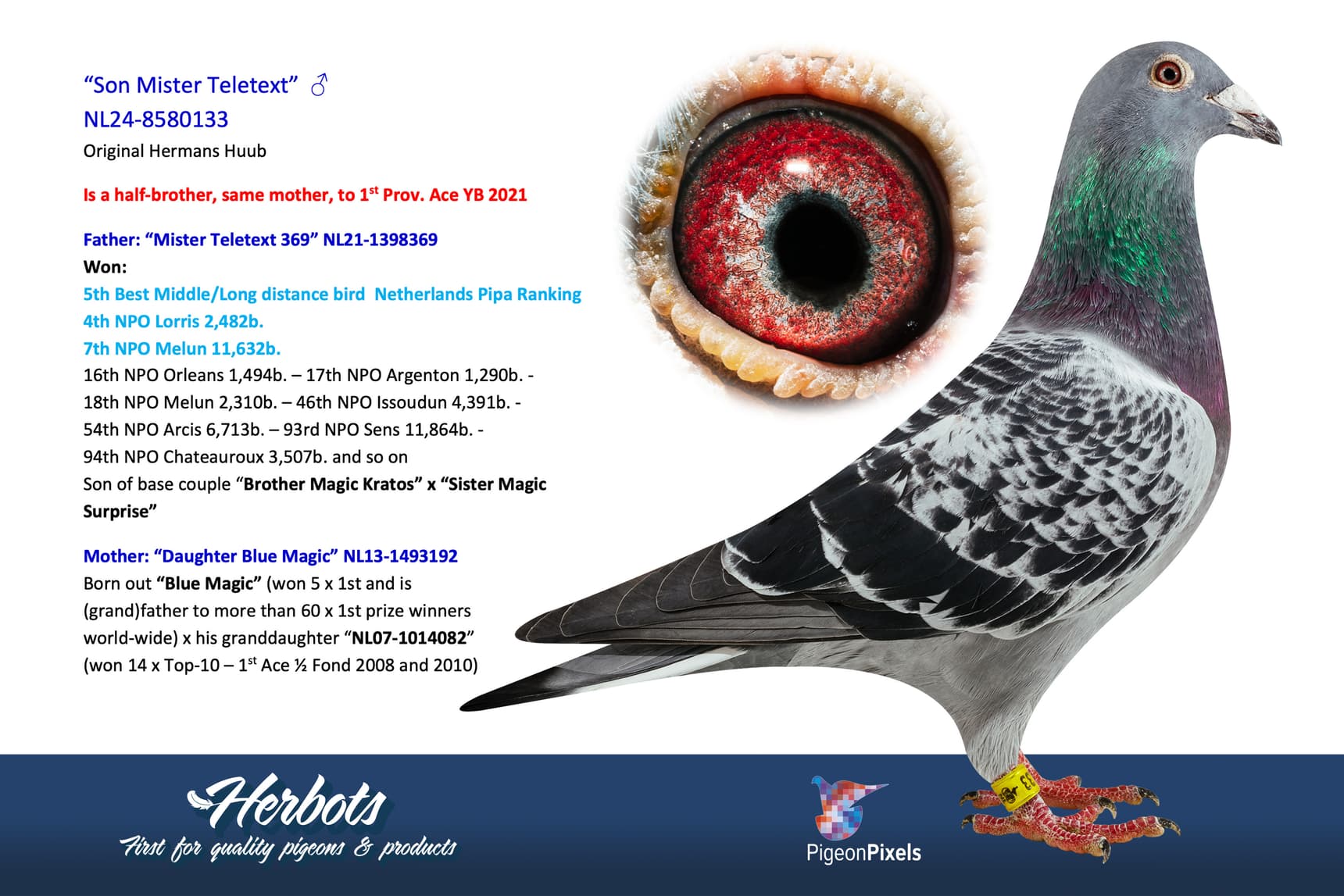 pigeon: undefined