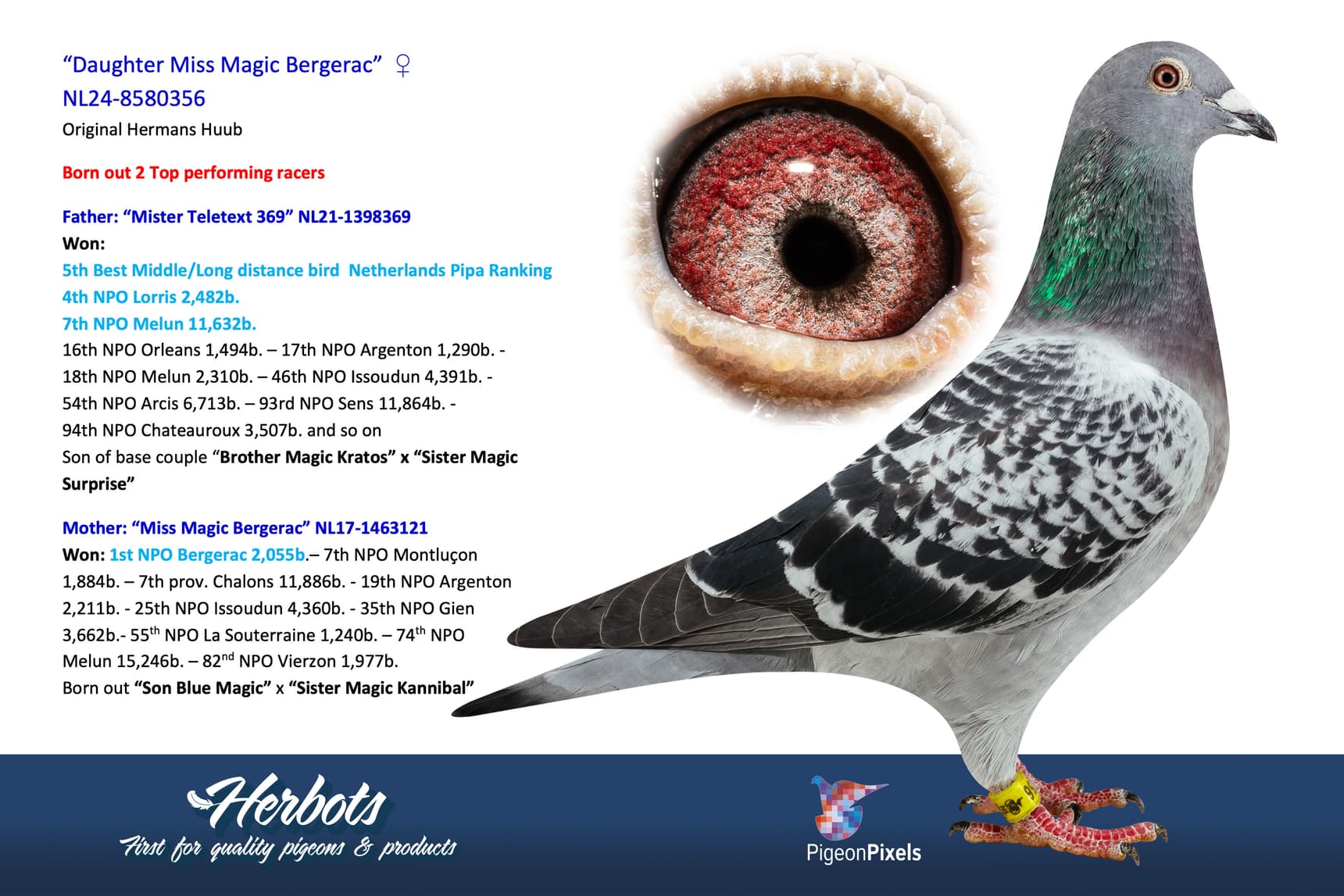 pigeon: undefined