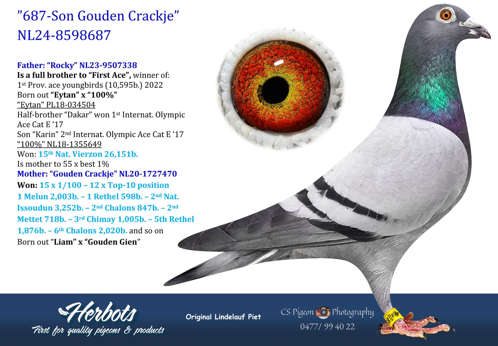 pigeon: undefined