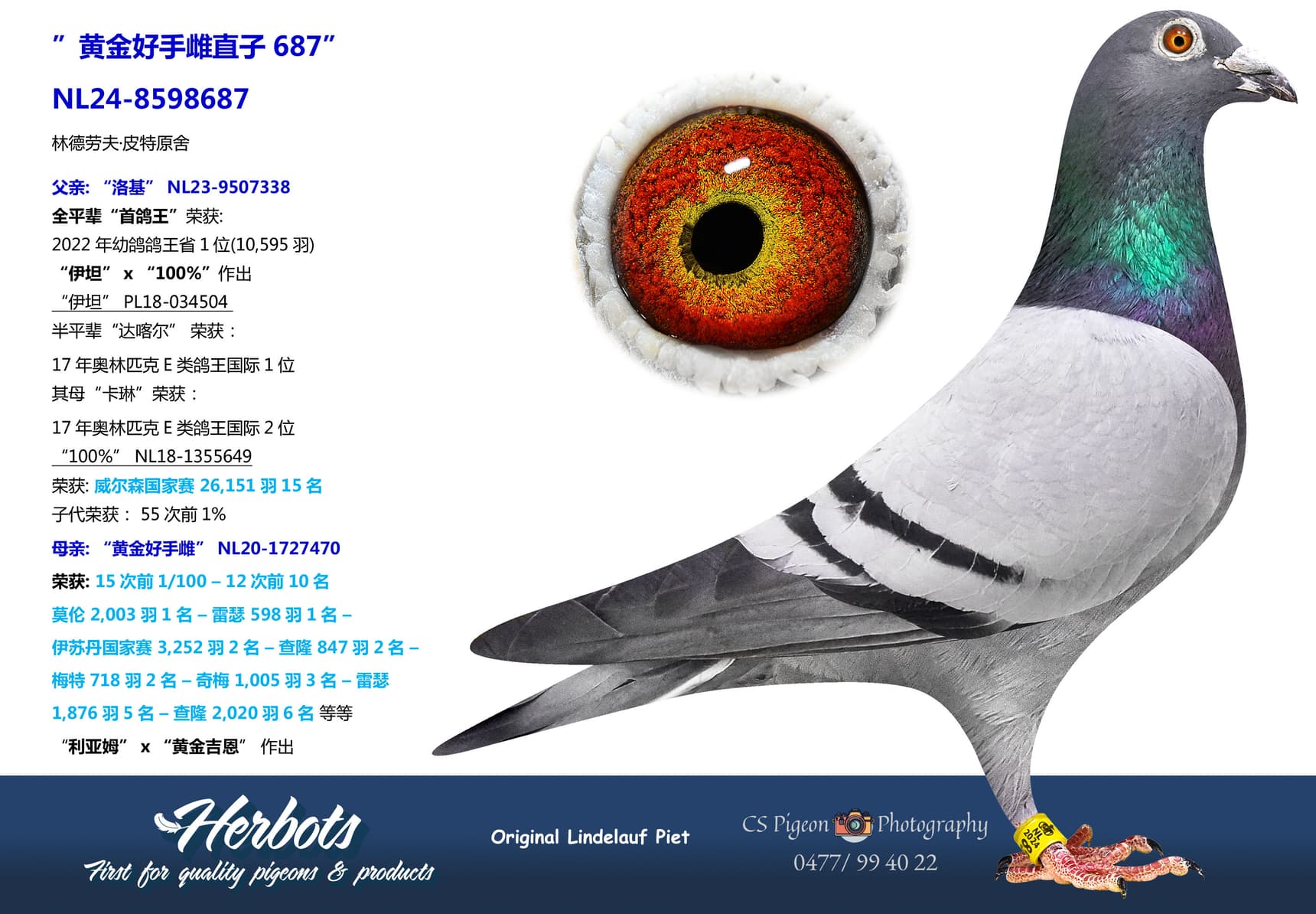 pigeon: undefined
