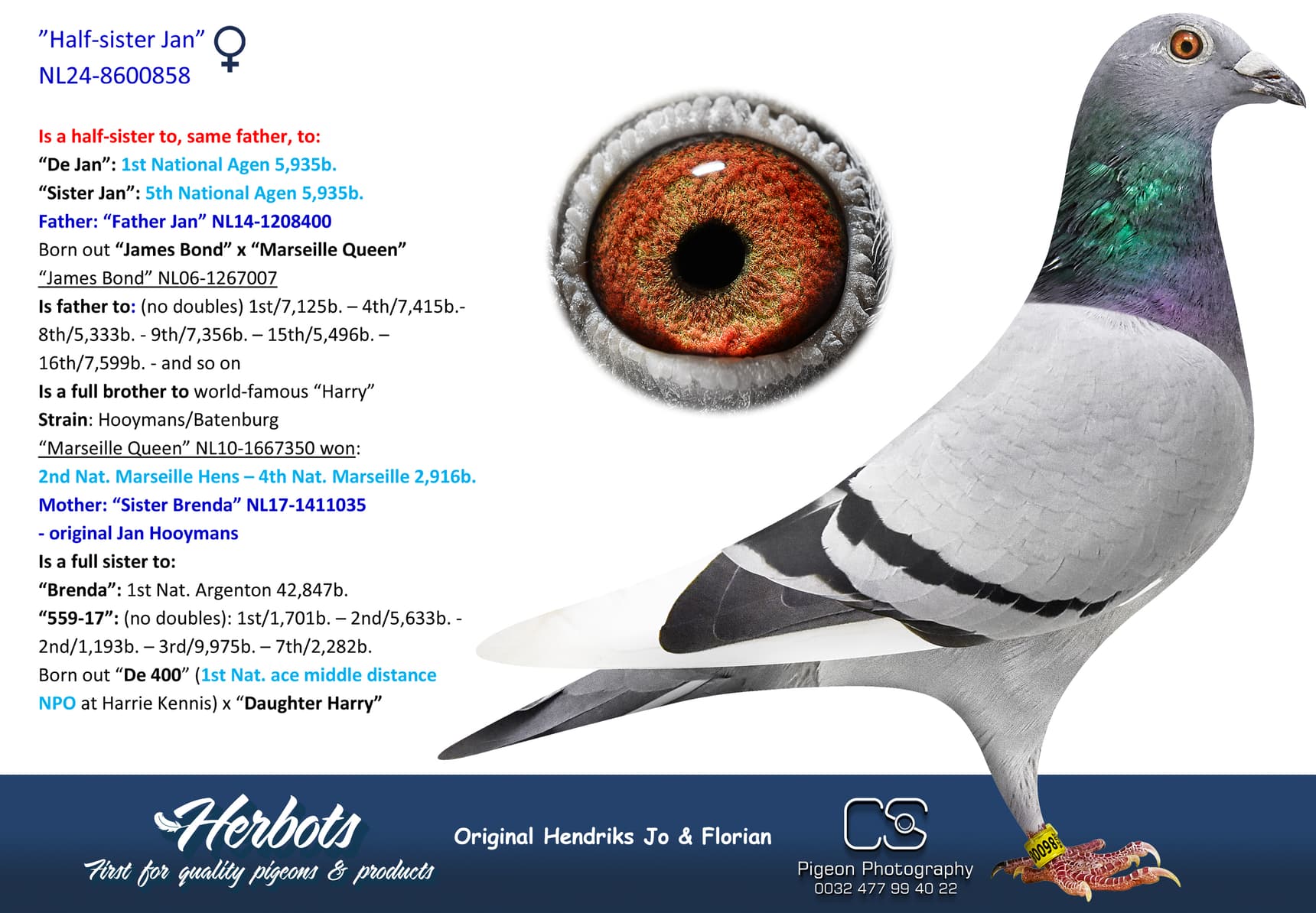 pigeon: undefined