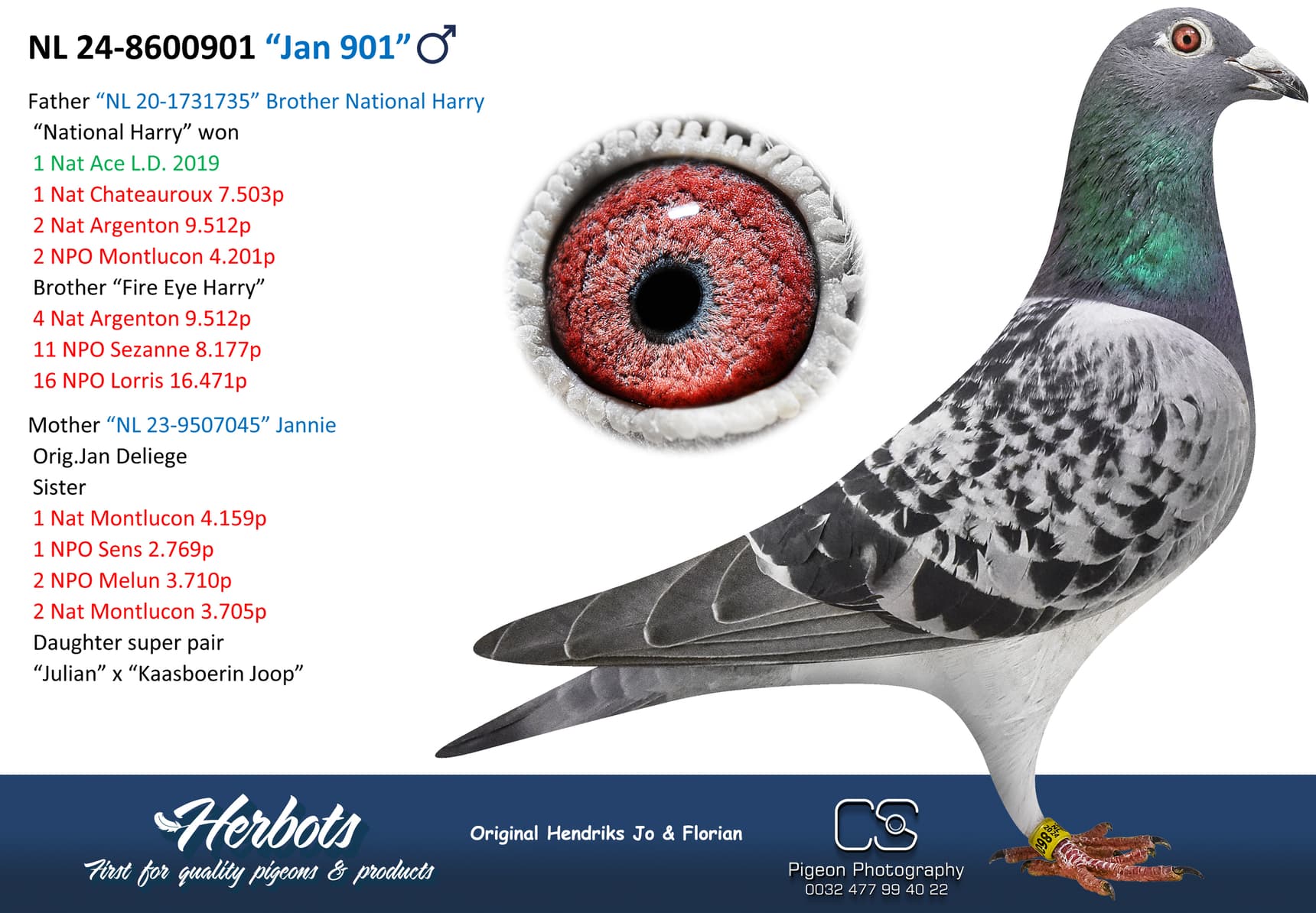 pigeon: undefined
