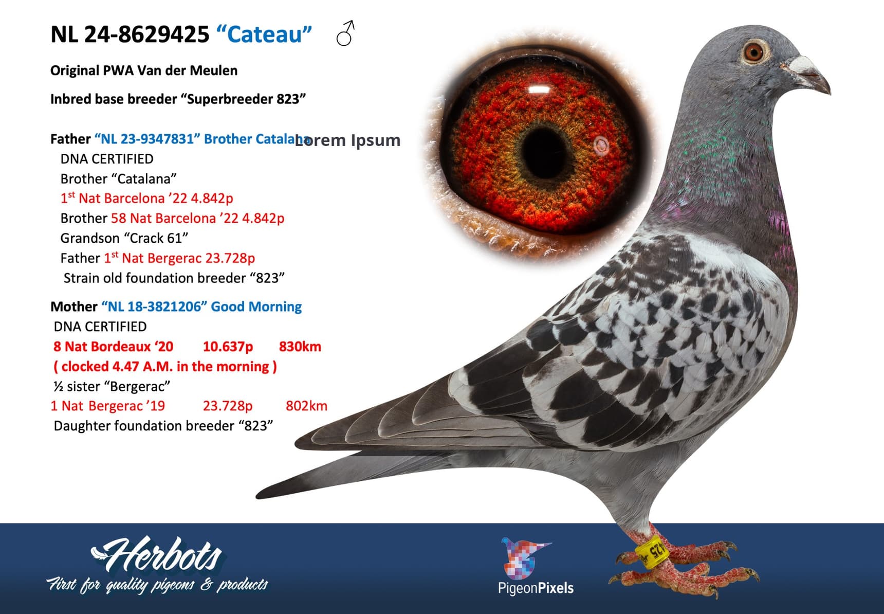 pigeon: undefined