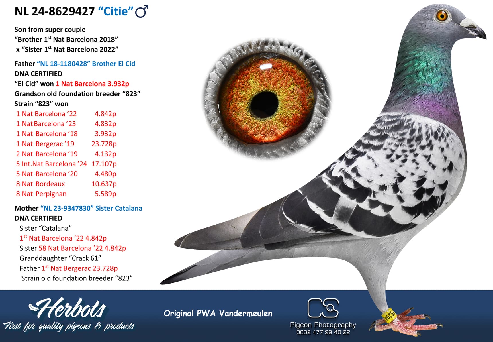 pigeon: undefined