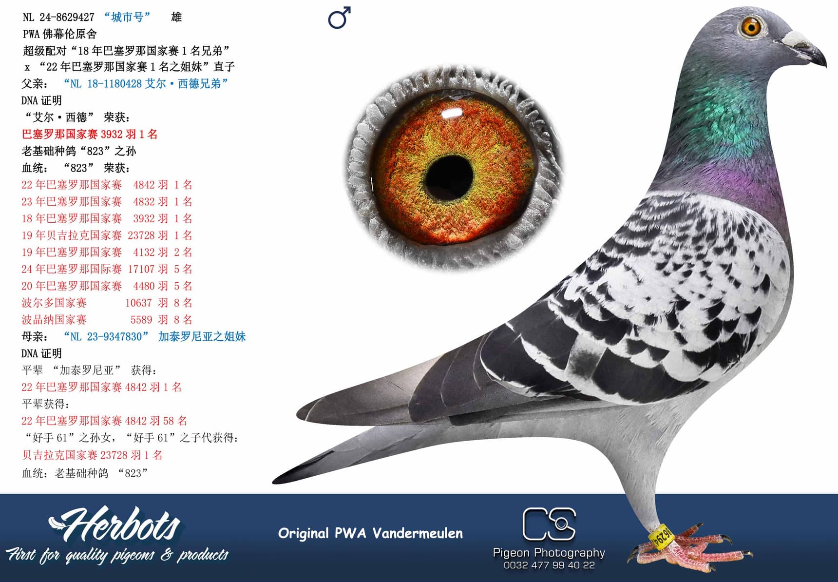 pigeon: “城市号”